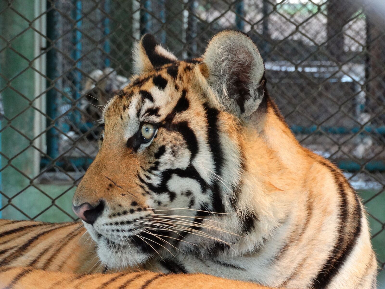 Sony Cyber-shot DSC-HX300 sample photo. Tiger, looking around, cage photography