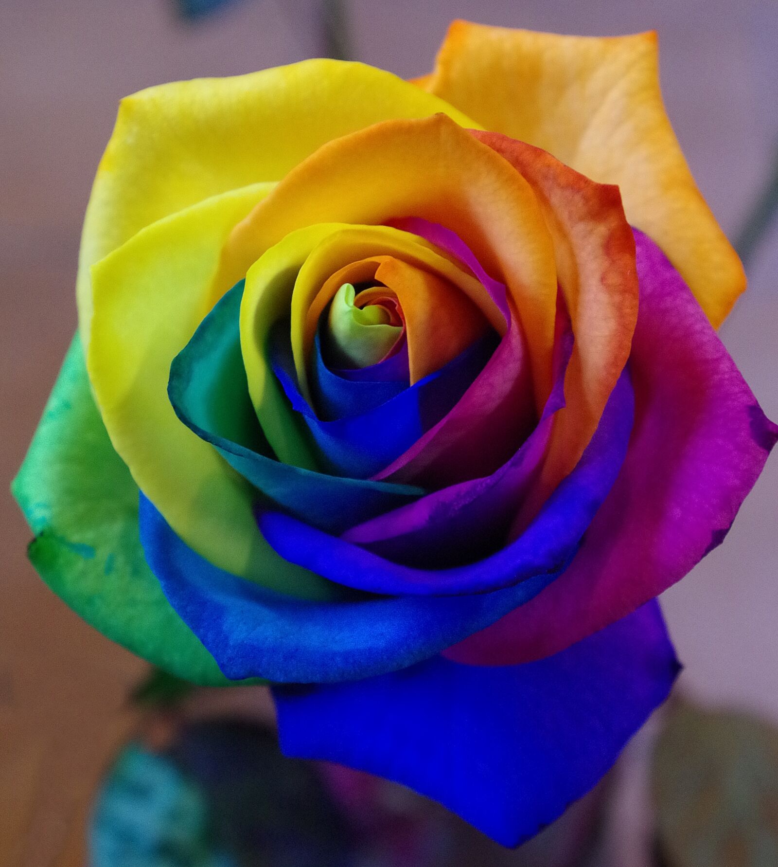 Pentax K-50 sample photo. Flower, petal, rose photography
