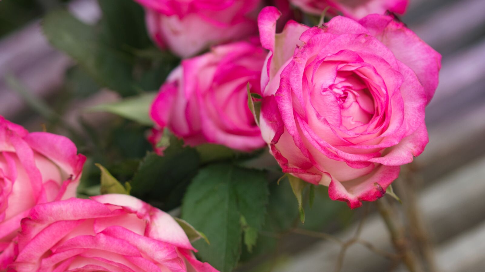 Canon EOS 200D (EOS Rebel SL2 / EOS Kiss X9) sample photo. Rose, pink, noble photography