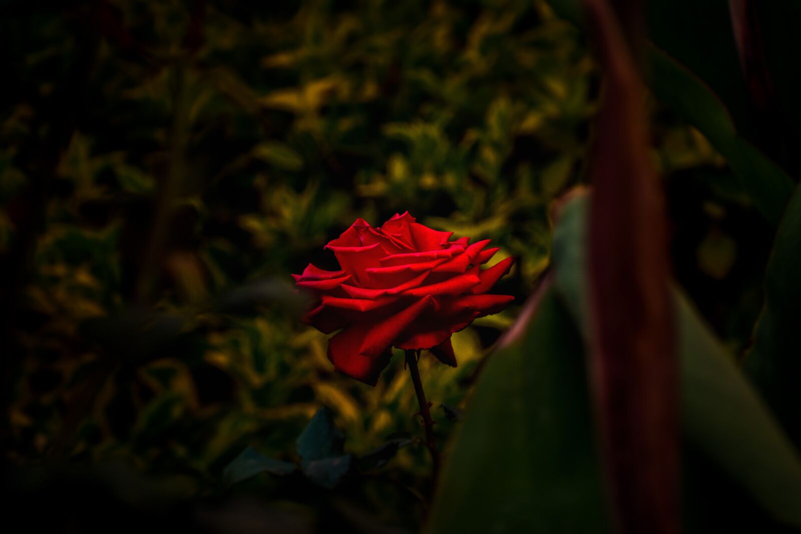Nikon D3400 sample photo. Rosa, bella, flower photography