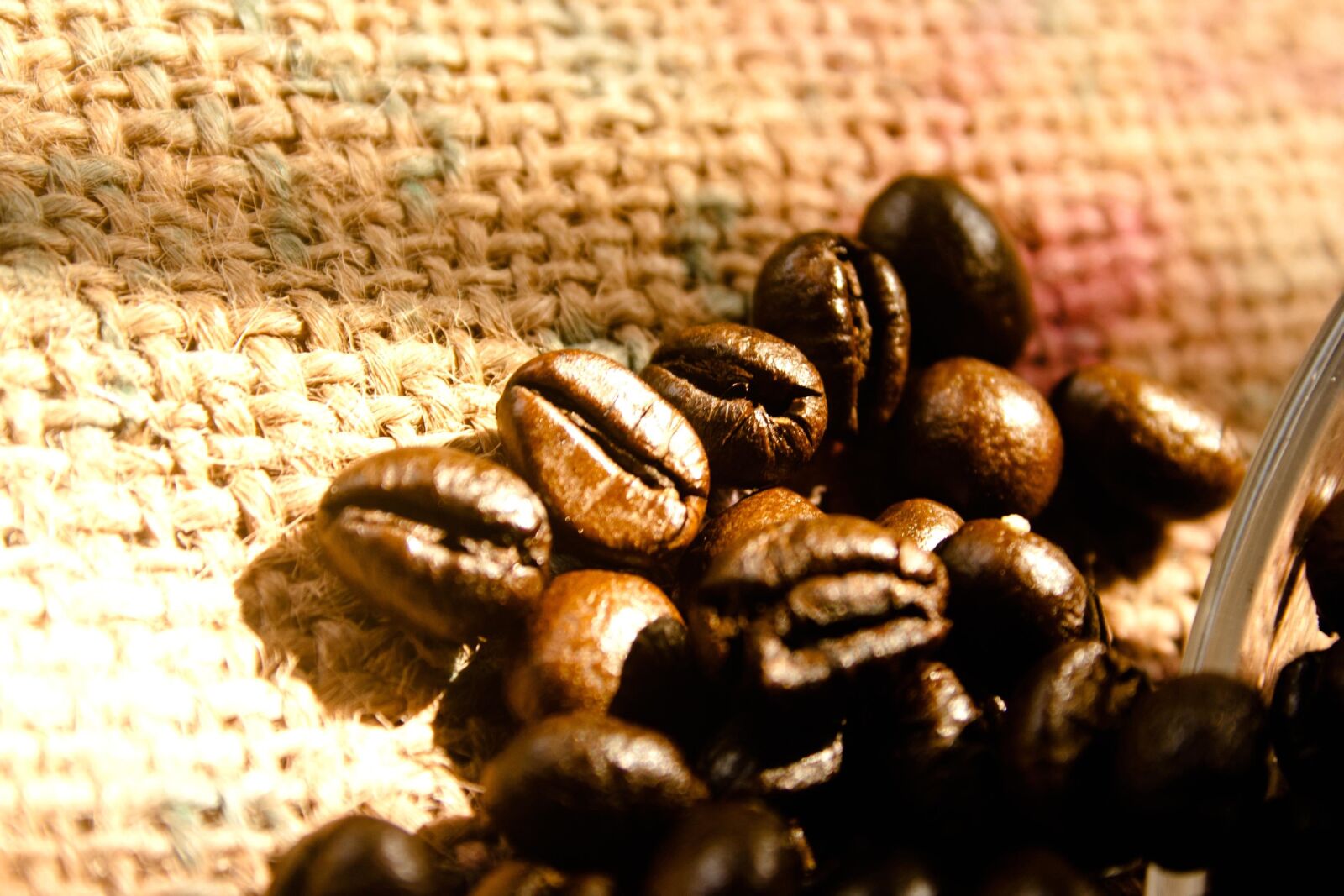 Canon EOS 1000D (EOS Digital Rebel XS / EOS Kiss F) sample photo. Coffee bean, seed, brown photography