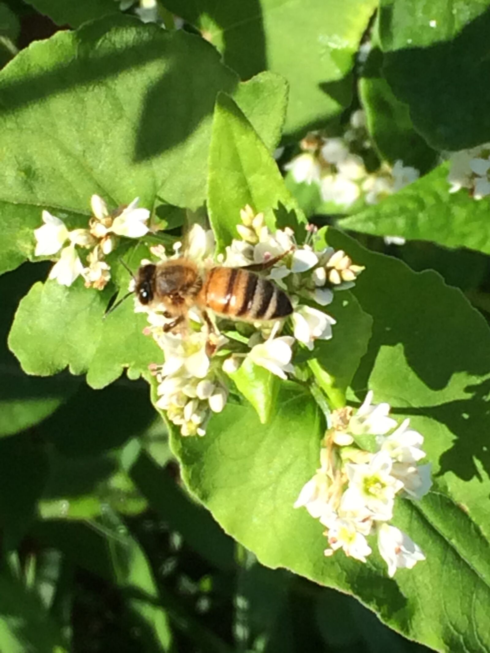 iPhone 5s back camera 4.15mm f/2.2 sample photo. Buckwheat, bee, honeybee photography