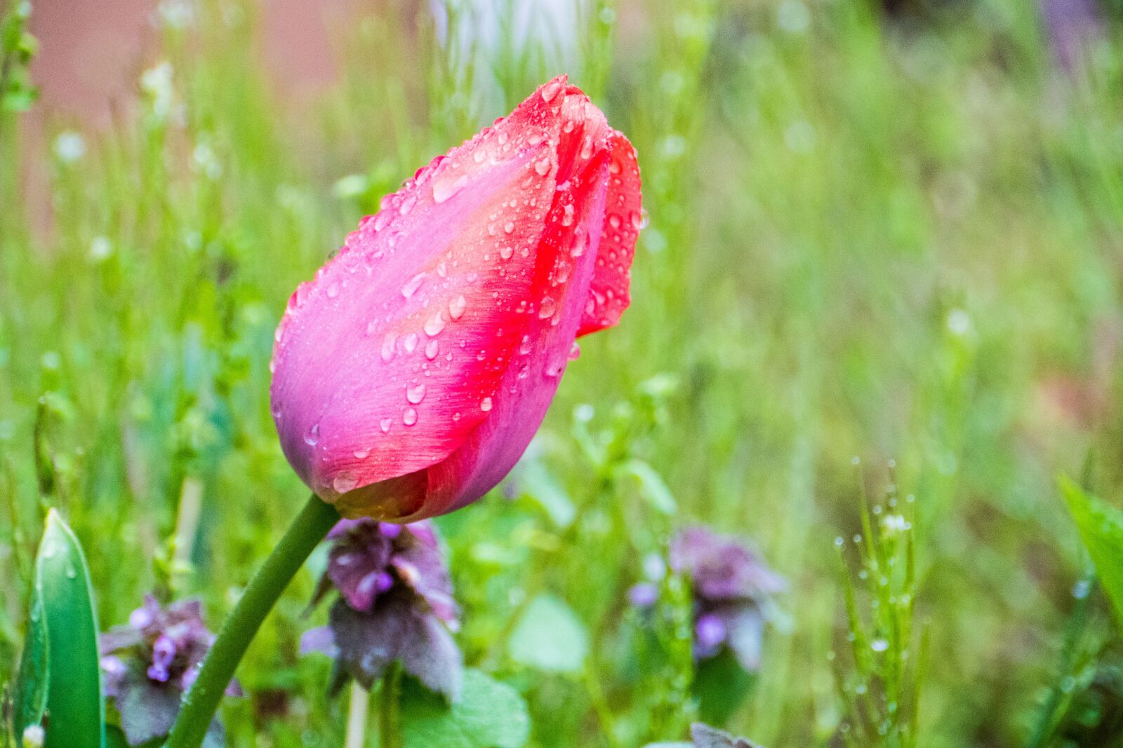 Panasonic Lumix DC-G9 sample photo. Nature, flower, flora photography