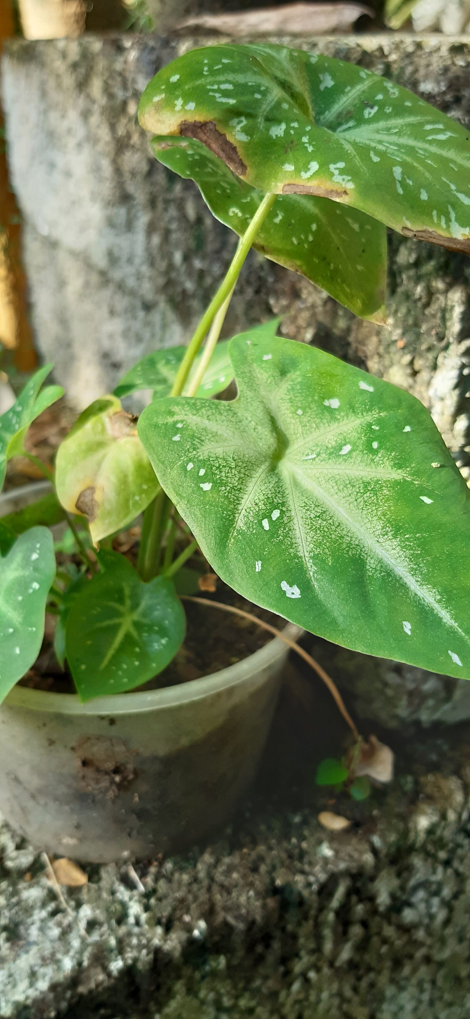 Samsung Galaxy A30 sample photo. Nature, red, blossom photography