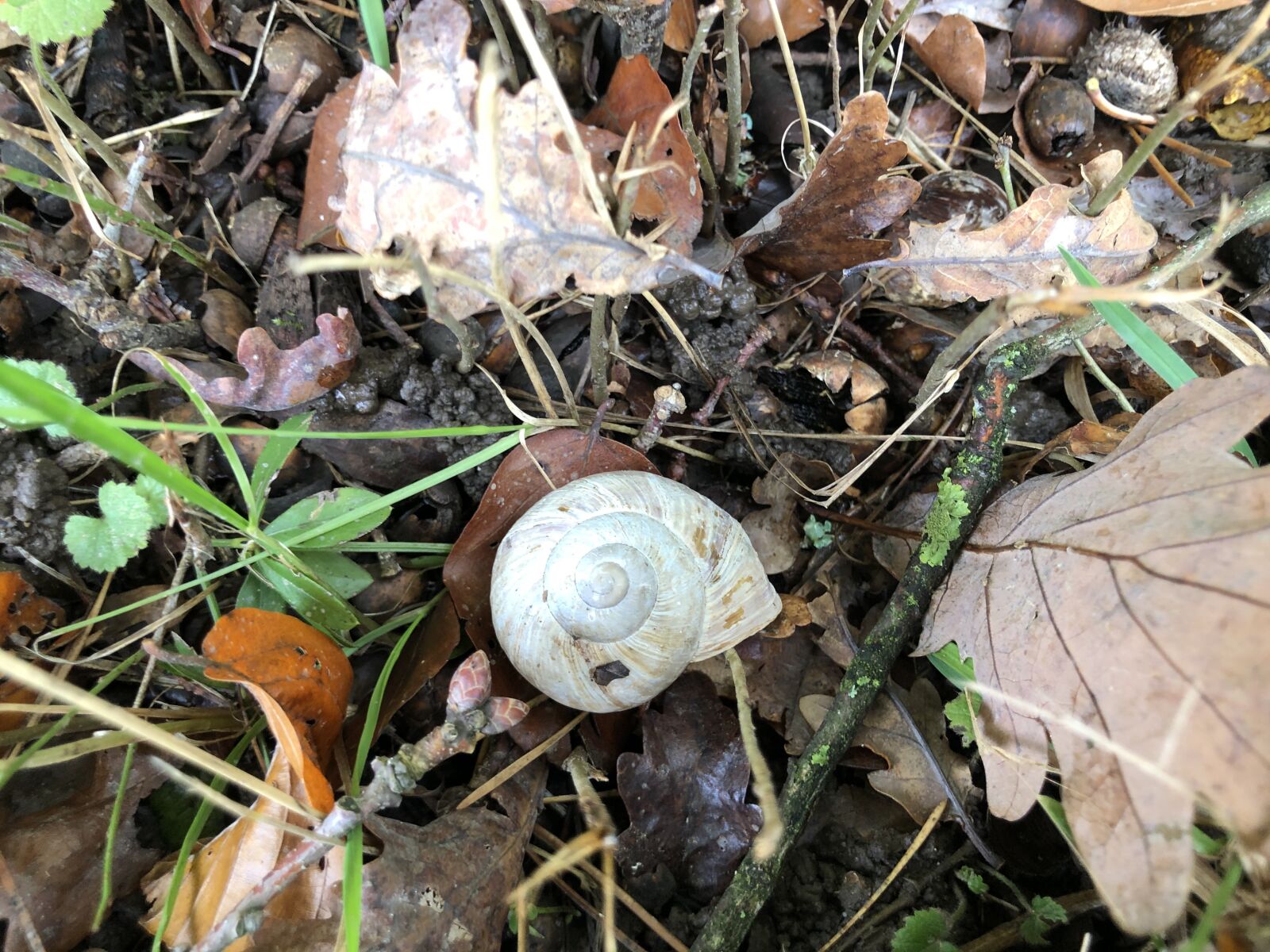 iPhone 8 Plus back dual camera 3.99mm f/1.8 sample photo. Snail, forest, autum photography