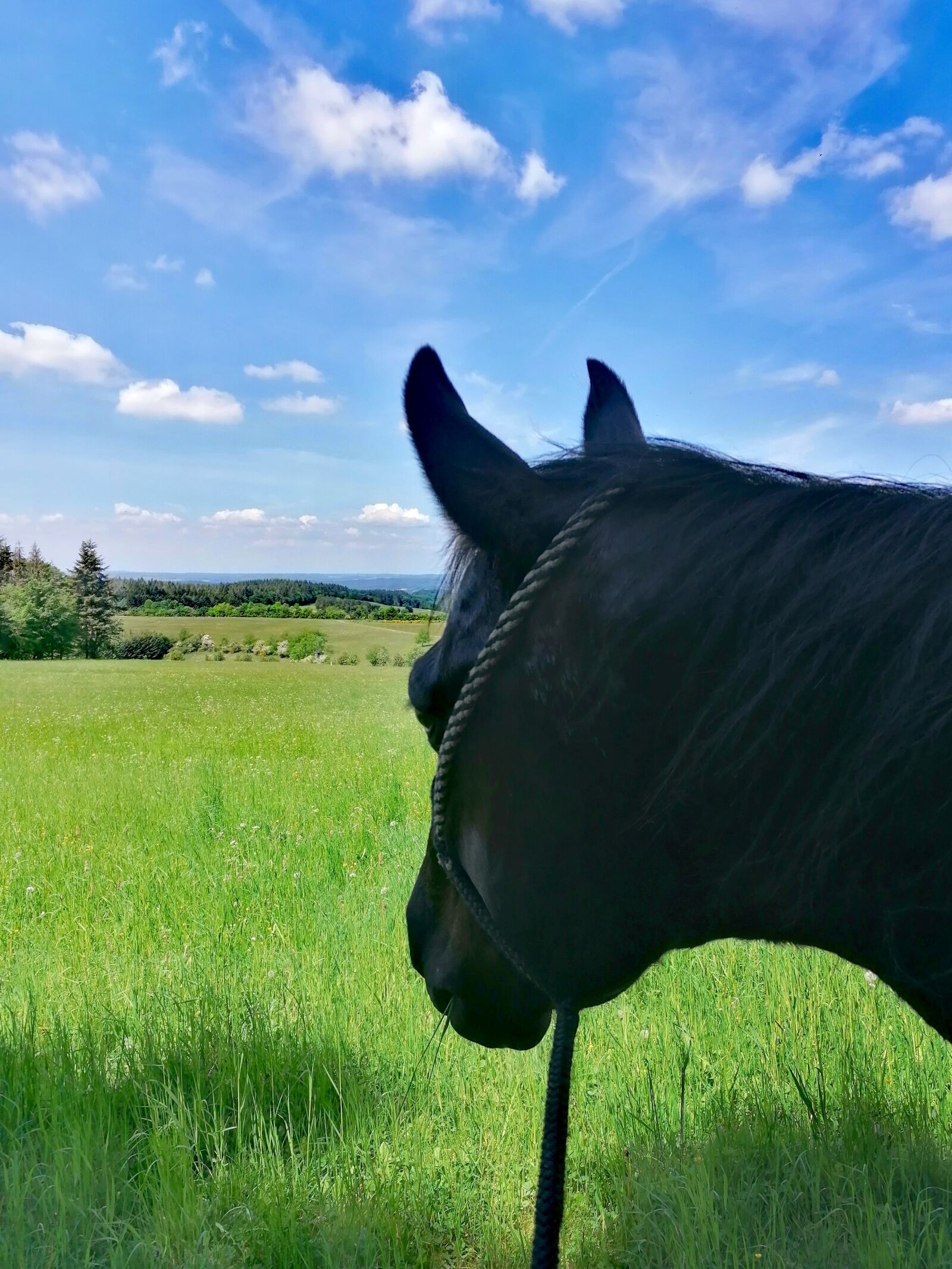 HUAWEI P30 LITE sample photo. Horse, meadow, green photography