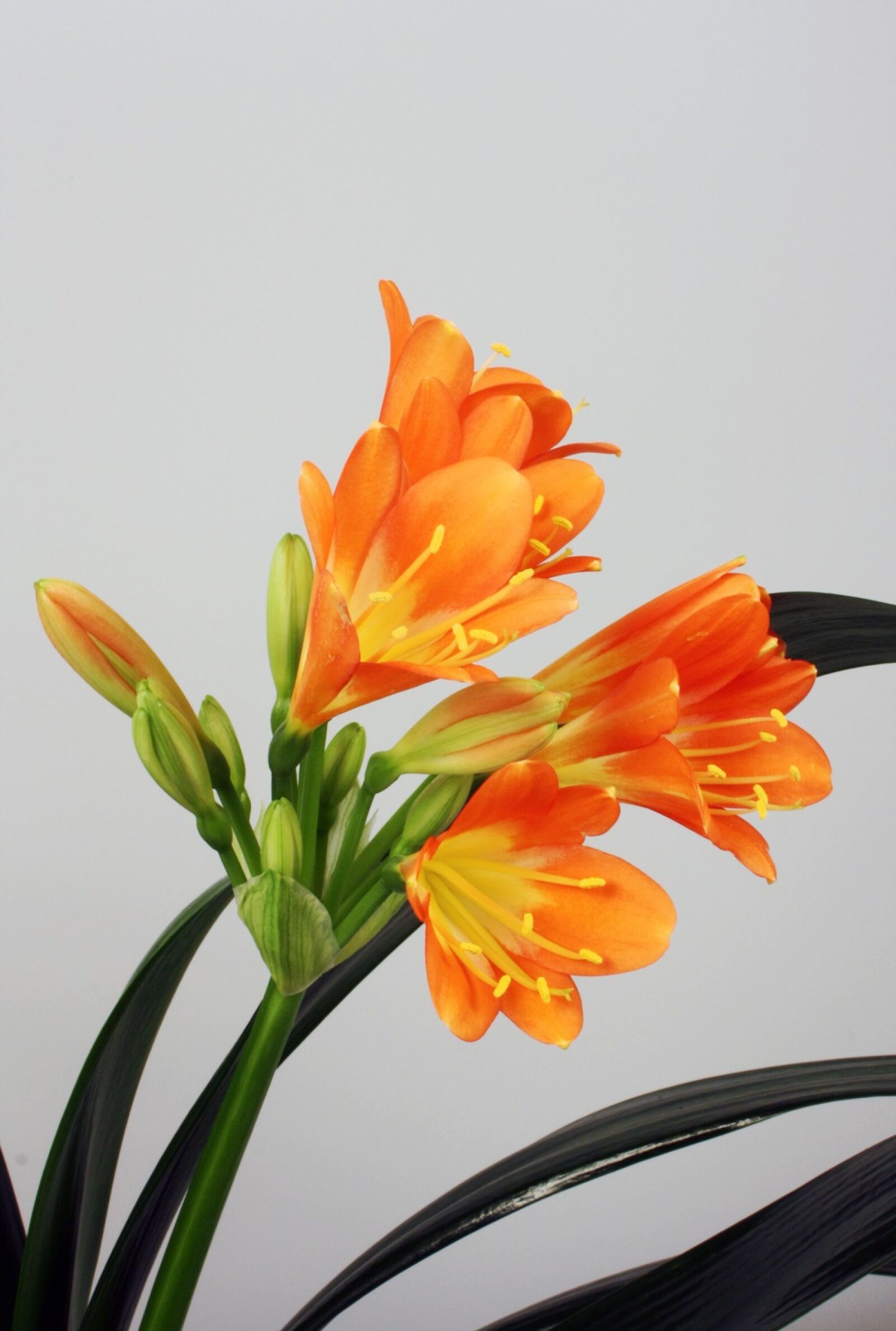 Canon EOS 1000D (EOS Digital Rebel XS / EOS Kiss F) sample photo. Clivia miniata, belt sheet photography