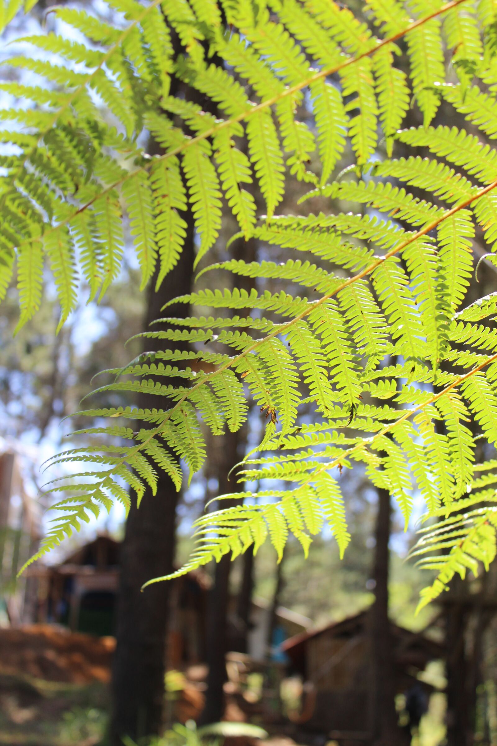 Canon EOS 600D (Rebel EOS T3i / EOS Kiss X5) sample photo. Leaf, wood, leaves photography