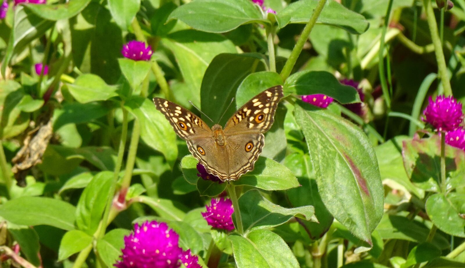 Sony DSC-WX800 sample photo. Butterfly, junonia lemonias, lemon photography