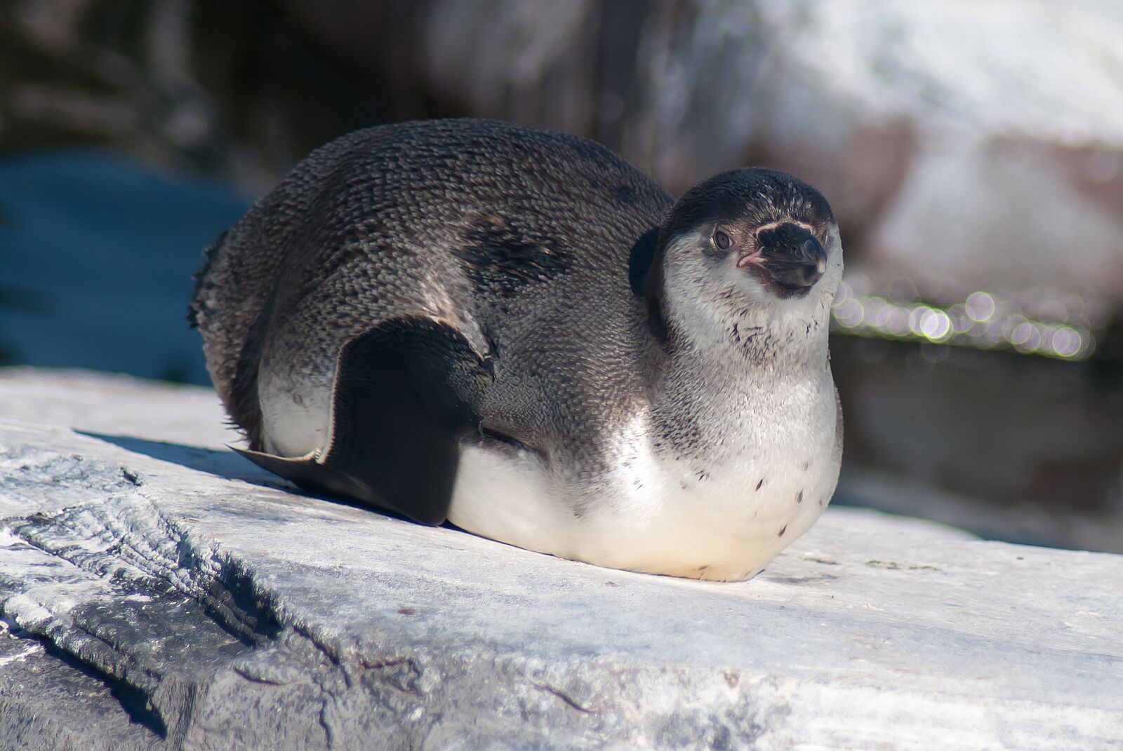 Nikon D3000 sample photo. Water, animal, penguin photography