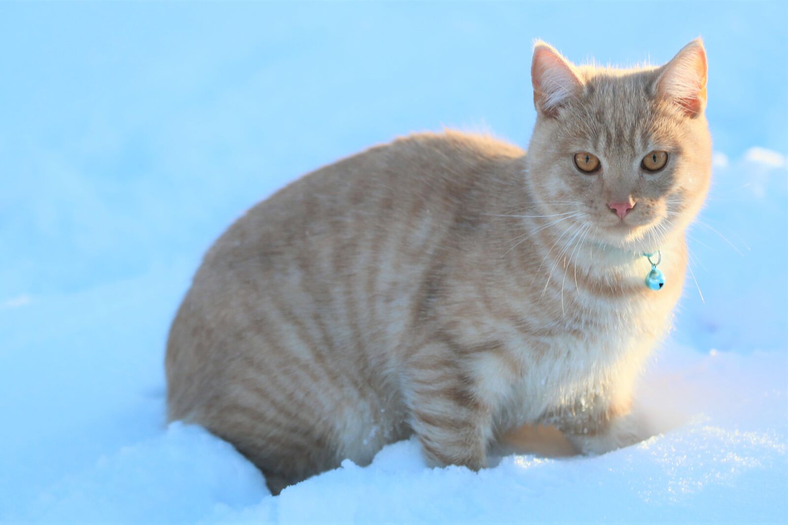 Canon EOS-1D X Mark II sample photo. Cat, snow, fun photography