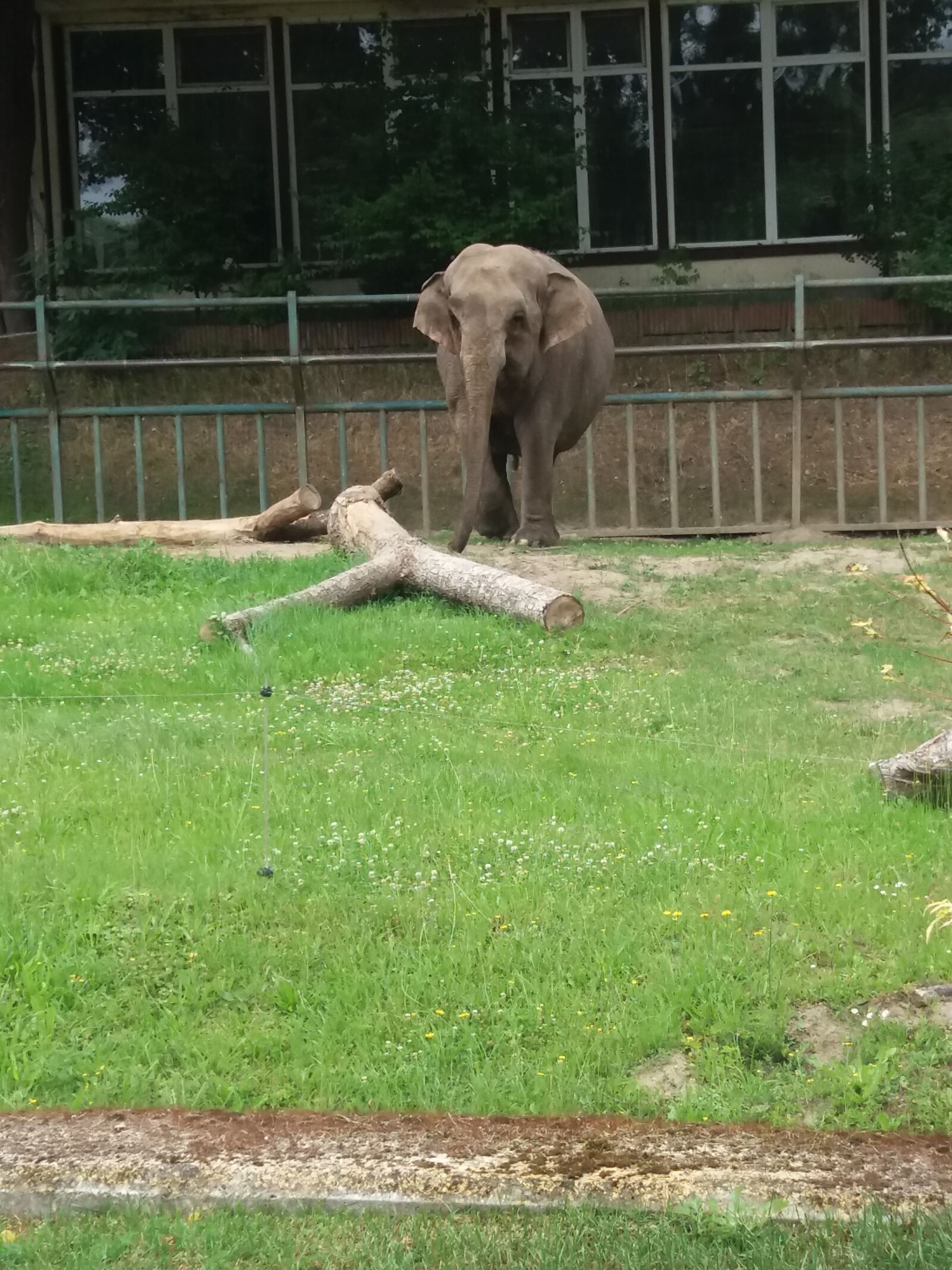 Samsung Galaxy J5 sample photo. Elephant, zoo, mammal photography