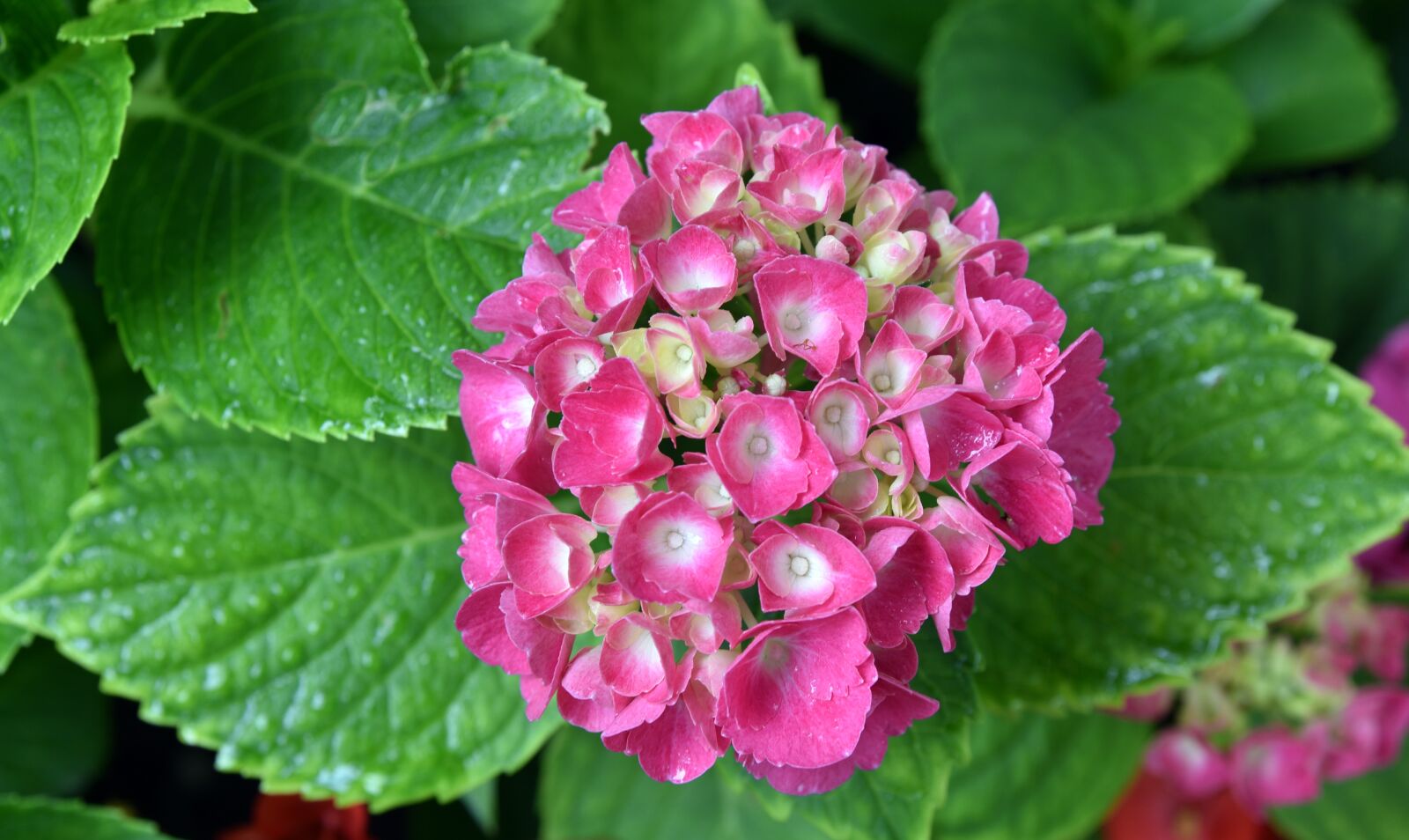 Nikon D750 sample photo. Hydrangea, blossom, bloom photography
