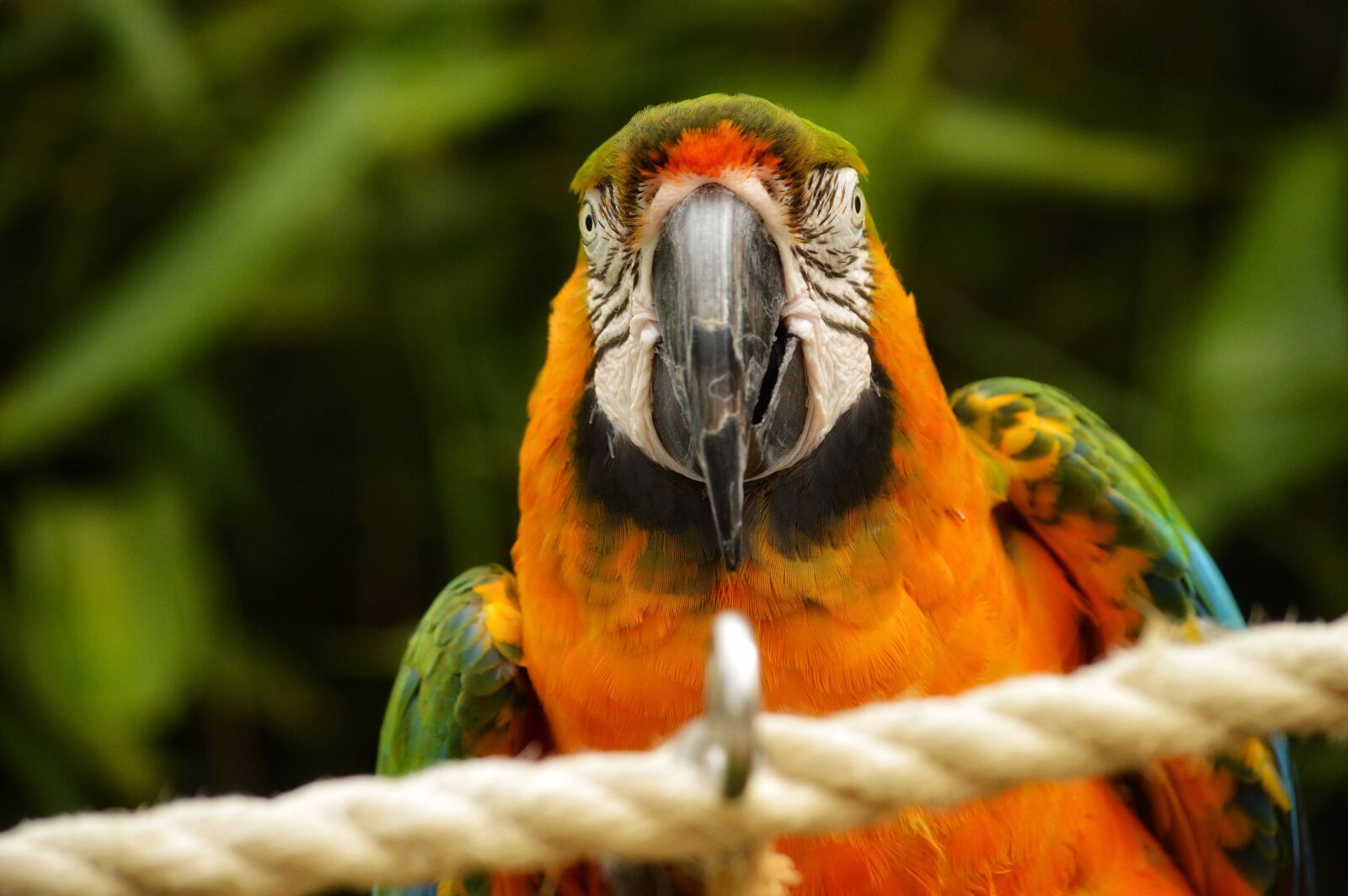 Nikon D3200 sample photo. Bird, beak, wildlife photography