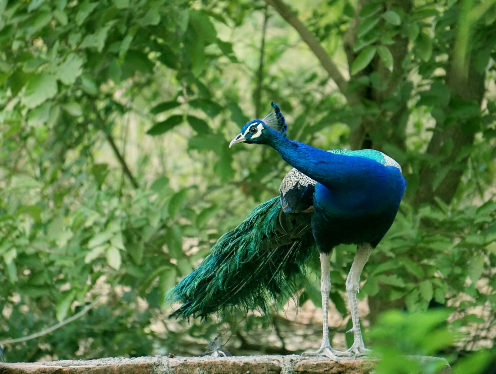 Sony a6000 sample photo. Bird, nature, outdoors photography