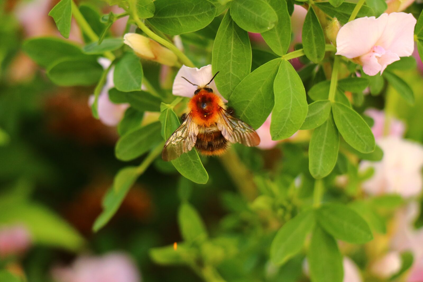 Canon EOS 80D sample photo. Nature, leaf, plant photography