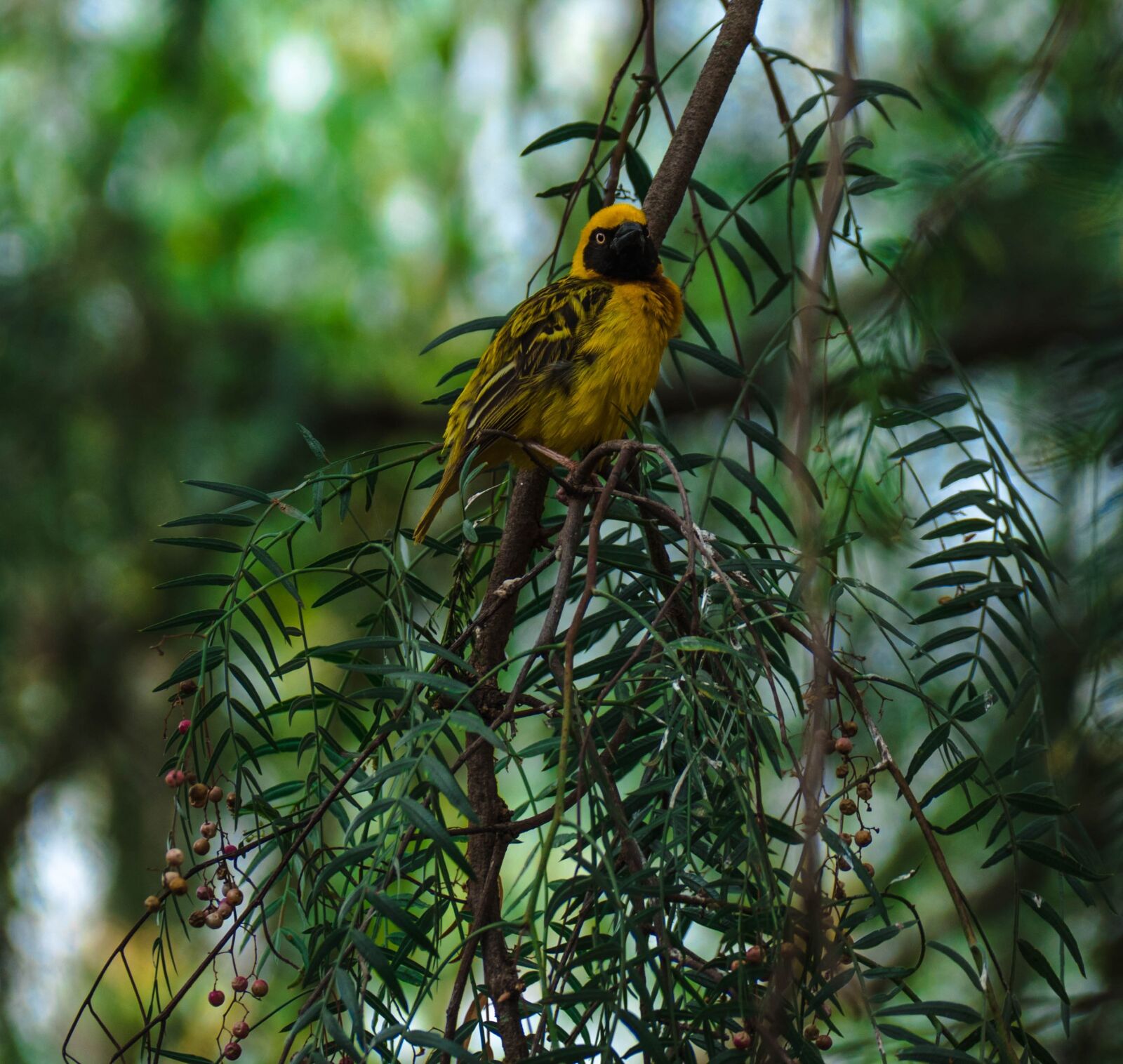 Leica V-Lux (Typ 114) sample photo. Bird, africa, safari photography