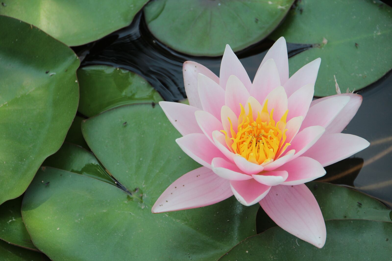 Canon EOS 1200D (EOS Rebel T5 / EOS Kiss X70 / EOS Hi) sample photo. Water lily, millen ris photography