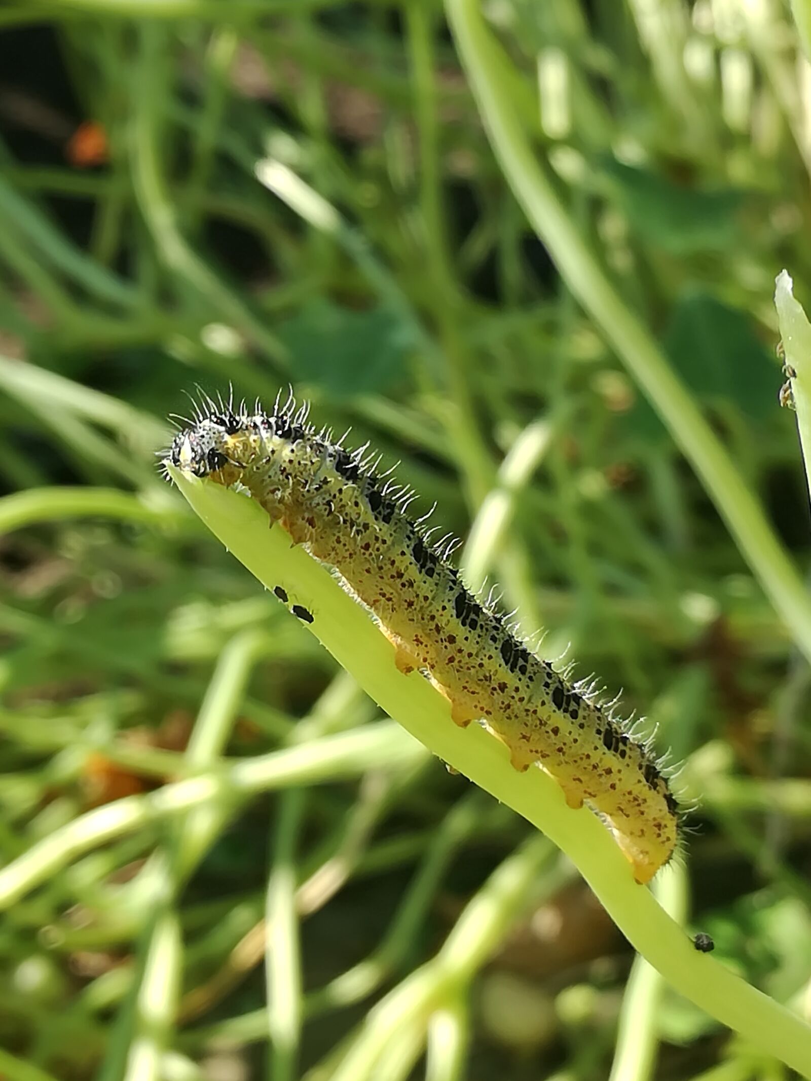 HUAWEI P9 LITE sample photo. Caterpillar, nature, bug photography