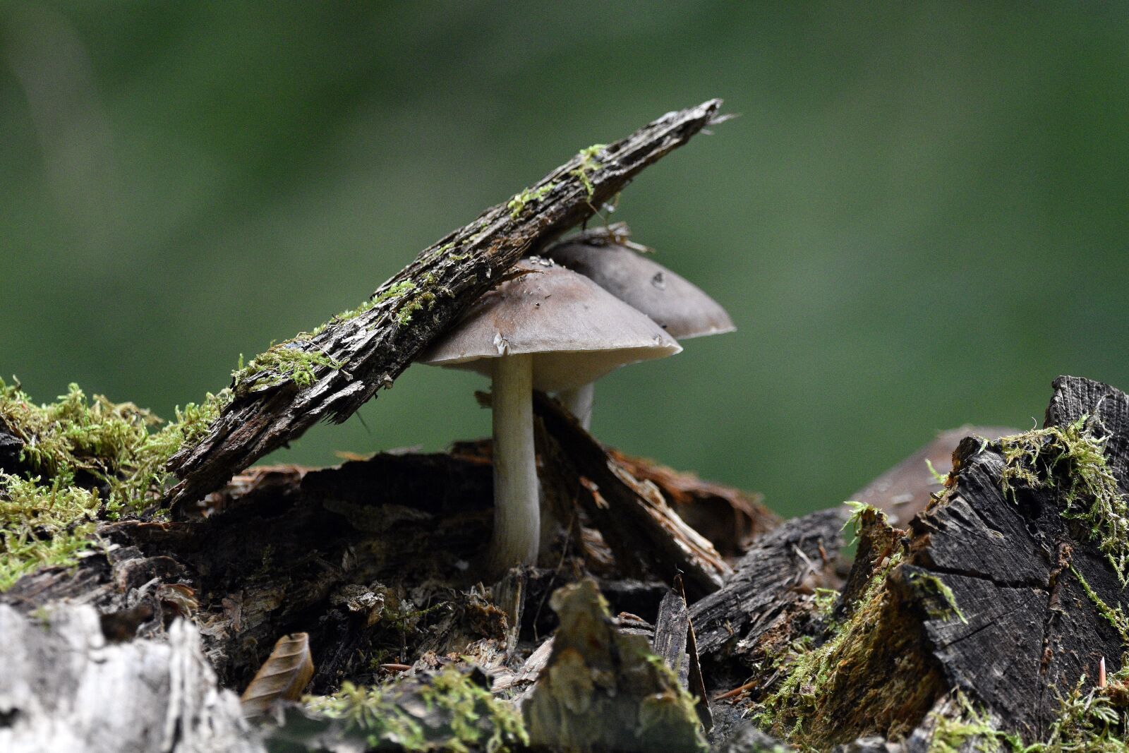 Nikon D3400 sample photo. Mushrooms, mushroom, forest photography