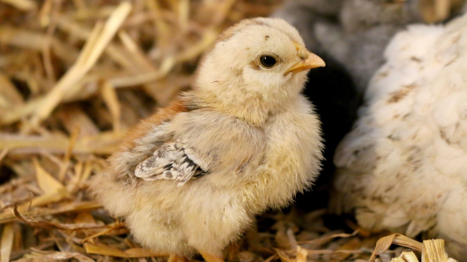 Canon EOS 70D sample photo. Bird, free woman, animal photography