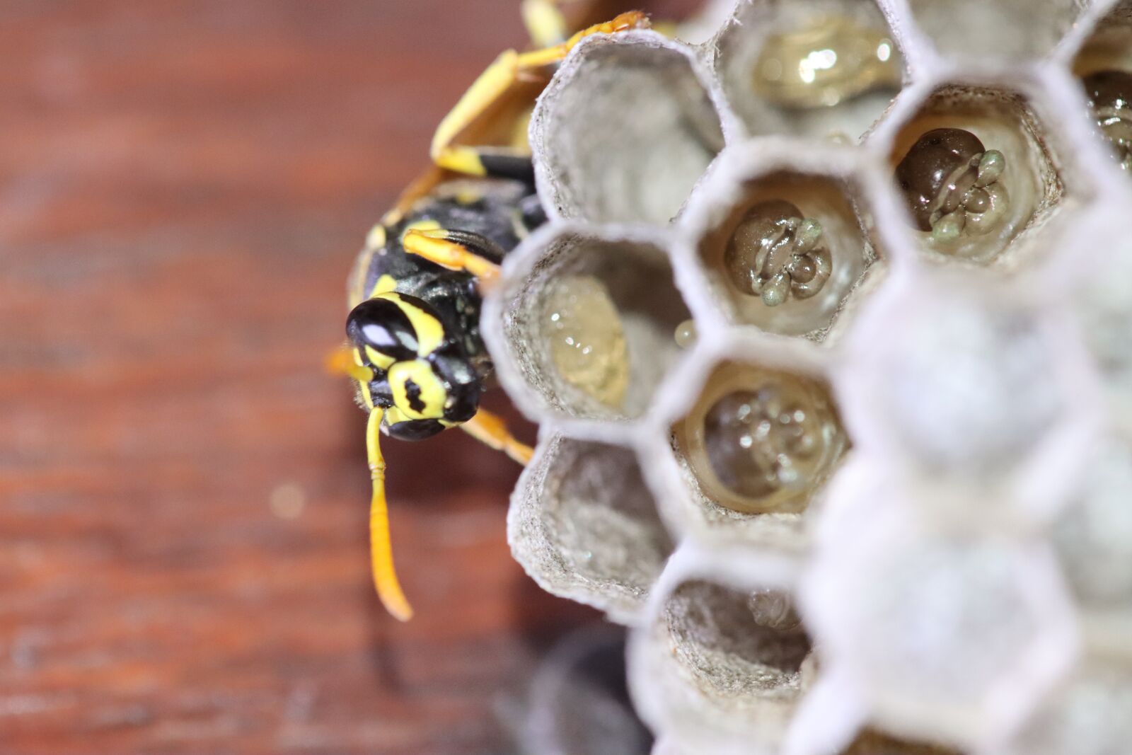 Canon EOS 90D sample photo. Wasp, boy, hatching photography