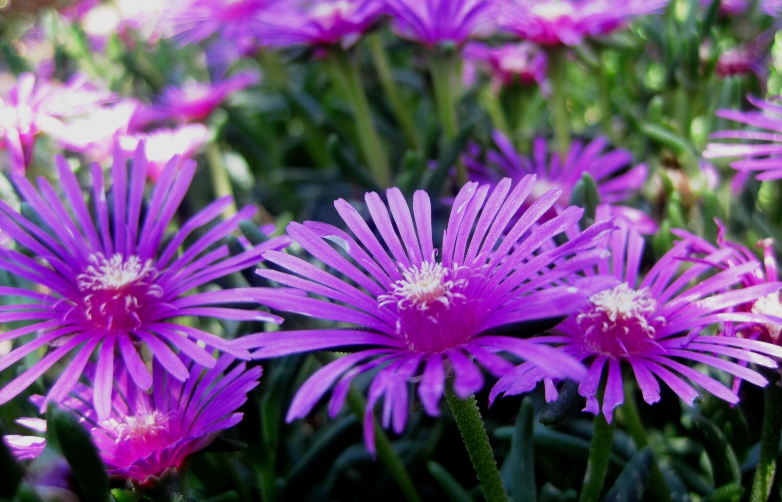 Canon PowerShot SD1200 IS (Digital IXUS 95 IS / IXY Digital 110 IS) sample photo. Vygies, pink, bright photography