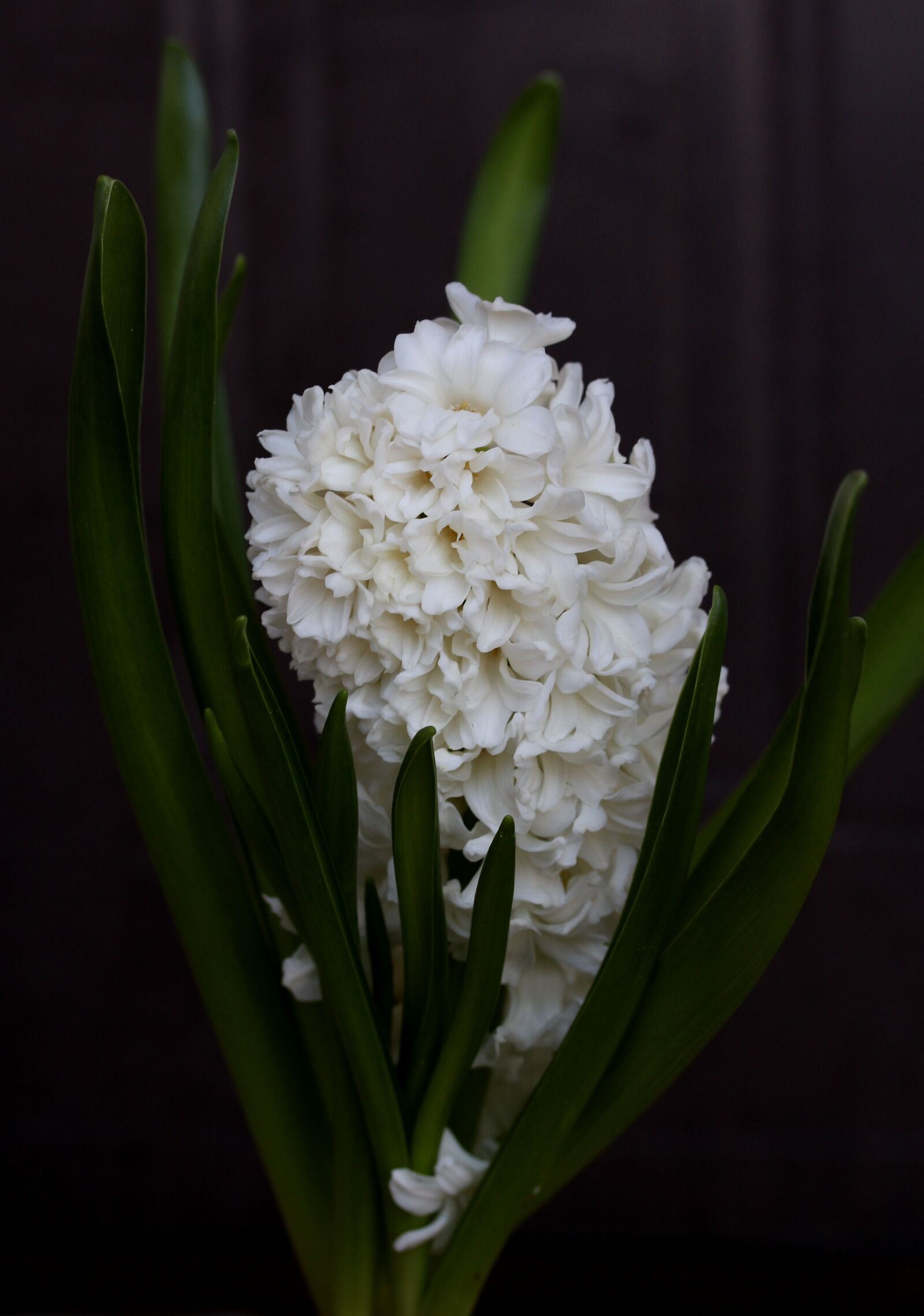Canon EF-S 60mm F2.8 Macro USM sample photo. Hyacinth, white, flower photography