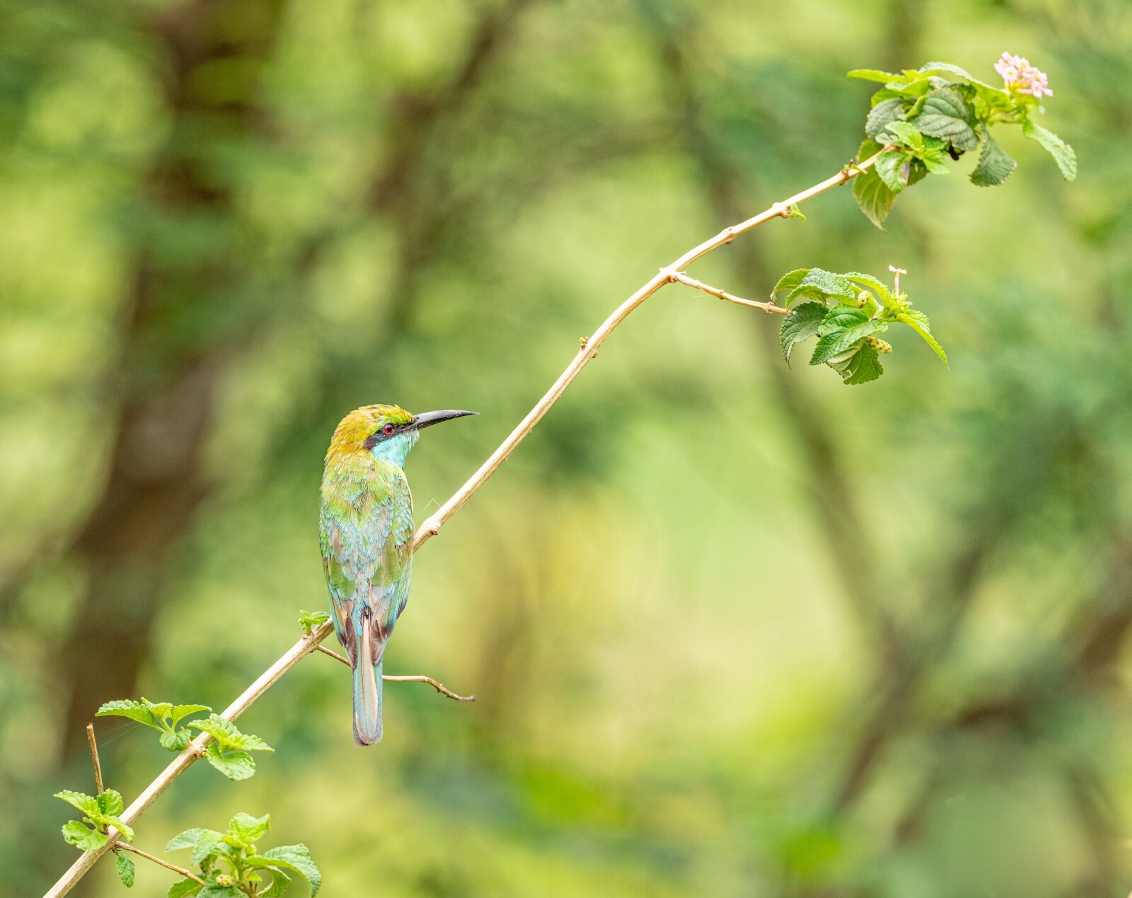 Nikon D850 sample photo. European bee-eater, bird, the photography
