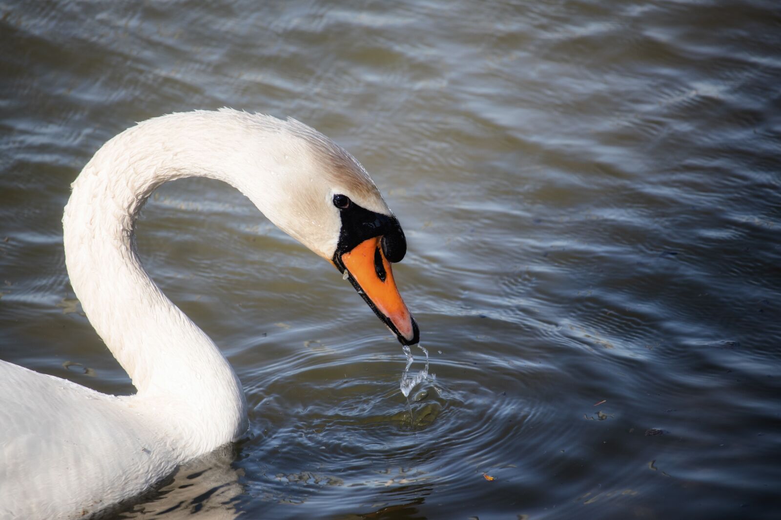 Canon EF-S 55-250mm F4-5.6 IS STM sample photo. Swan, bird, animal photography