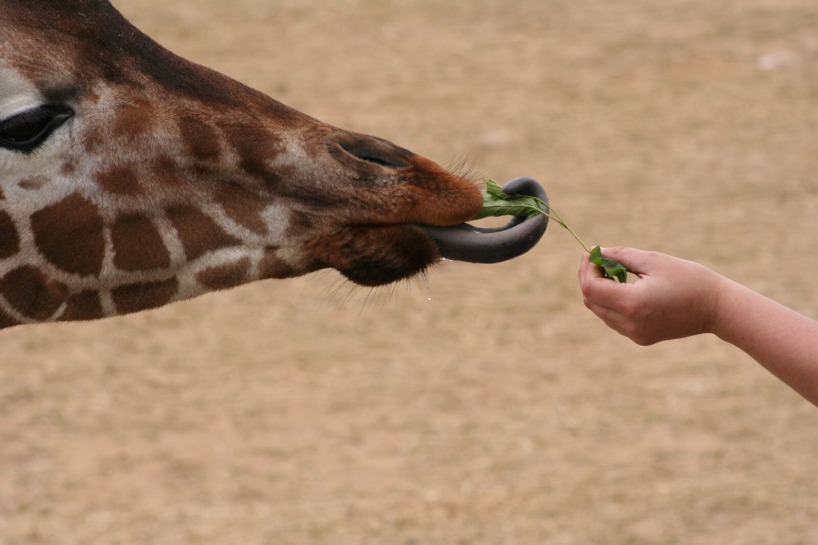 Canon EOS 350D (EOS Digital Rebel XT / EOS Kiss Digital N) sample photo. Giraffe, tong, eating photography