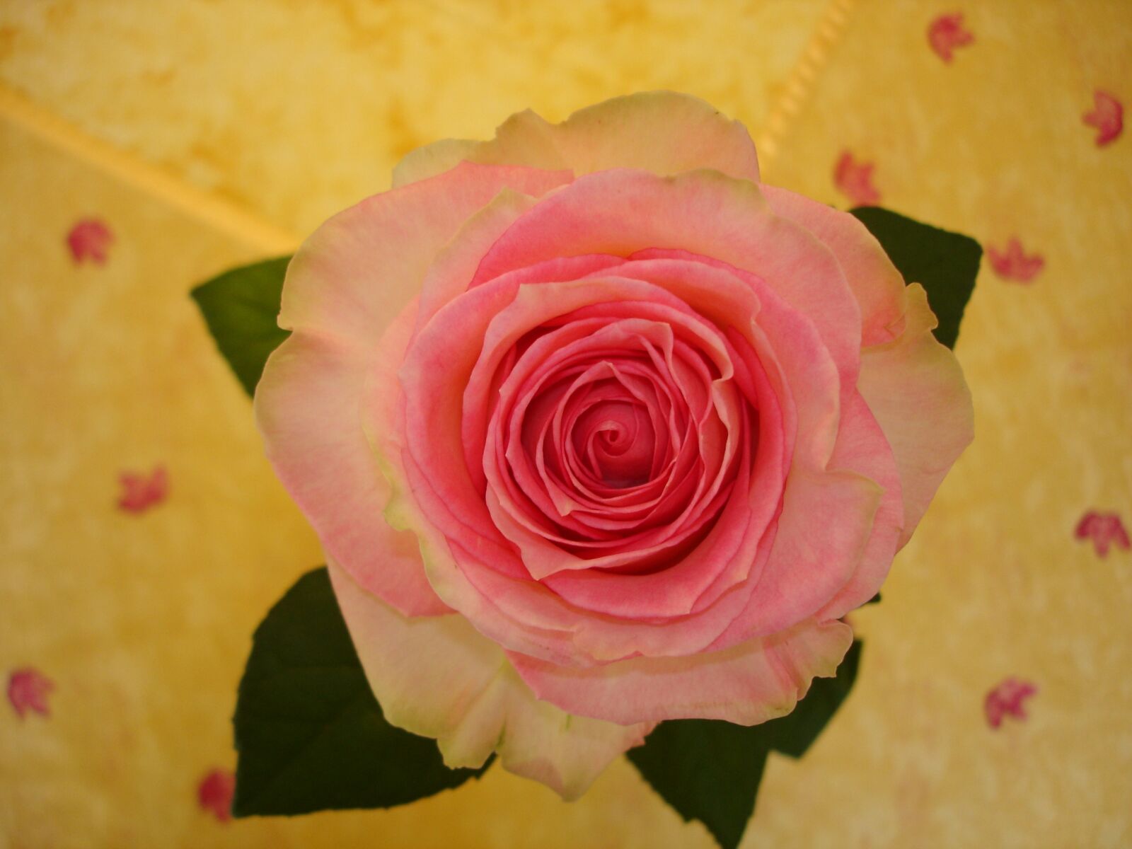 Sony DSC-W1 sample photo. Rose, flower, pink photography