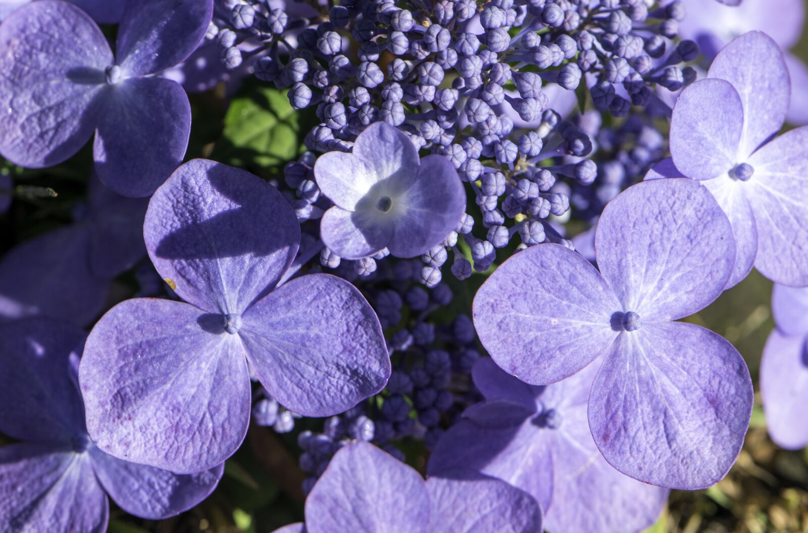 Nikon D5300 sample photo. Hydrangea, flowers, summer photography