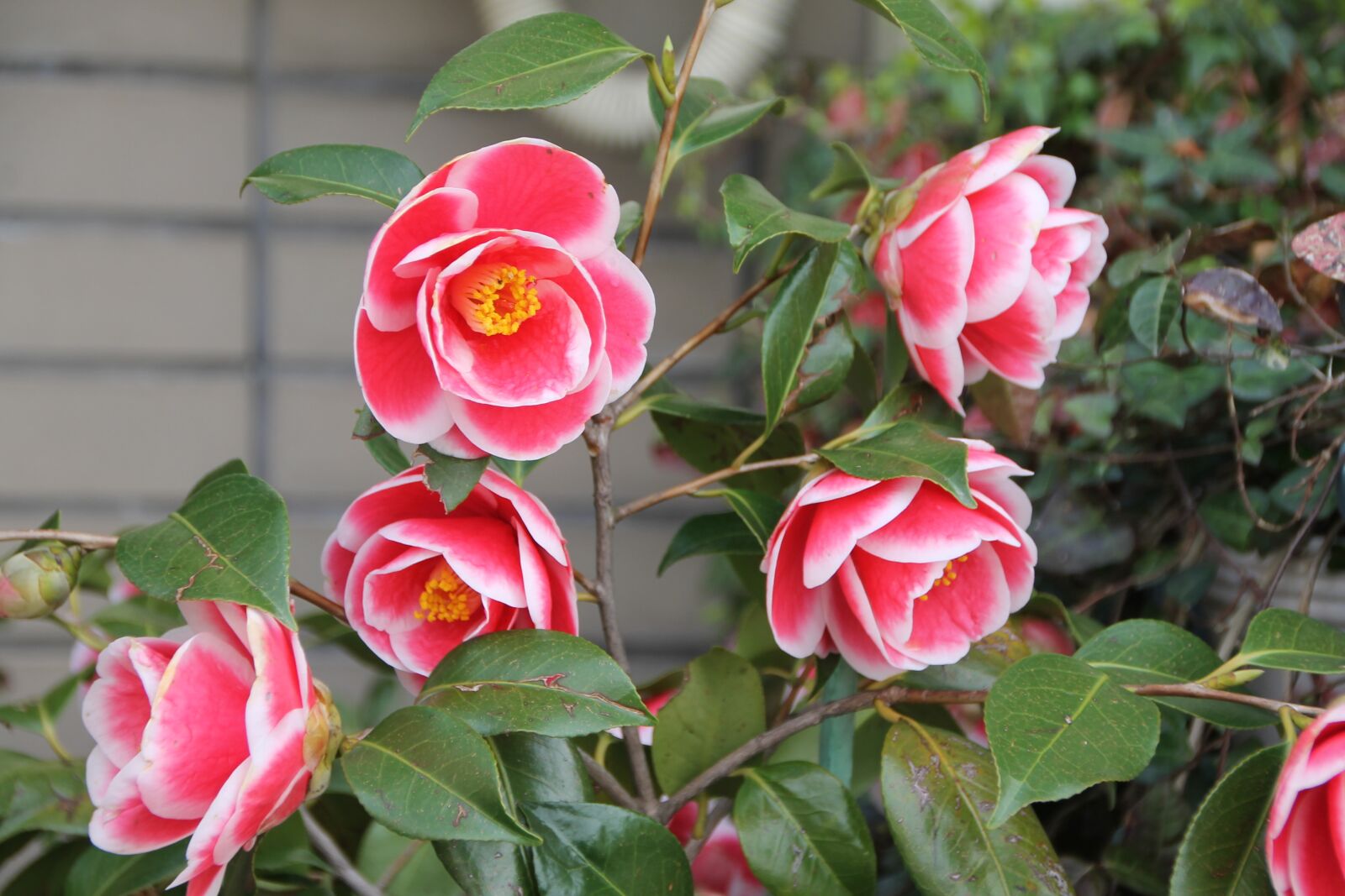 Canon EOS 1100D (EOS Rebel T3 / EOS Kiss X50) sample photo. Japan, red, beautiful photography