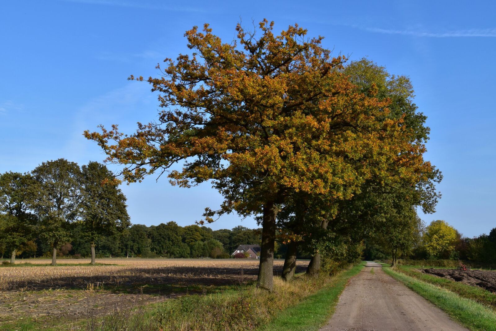 Nikon D5600 sample photo. Autumn, golden october, tree photography