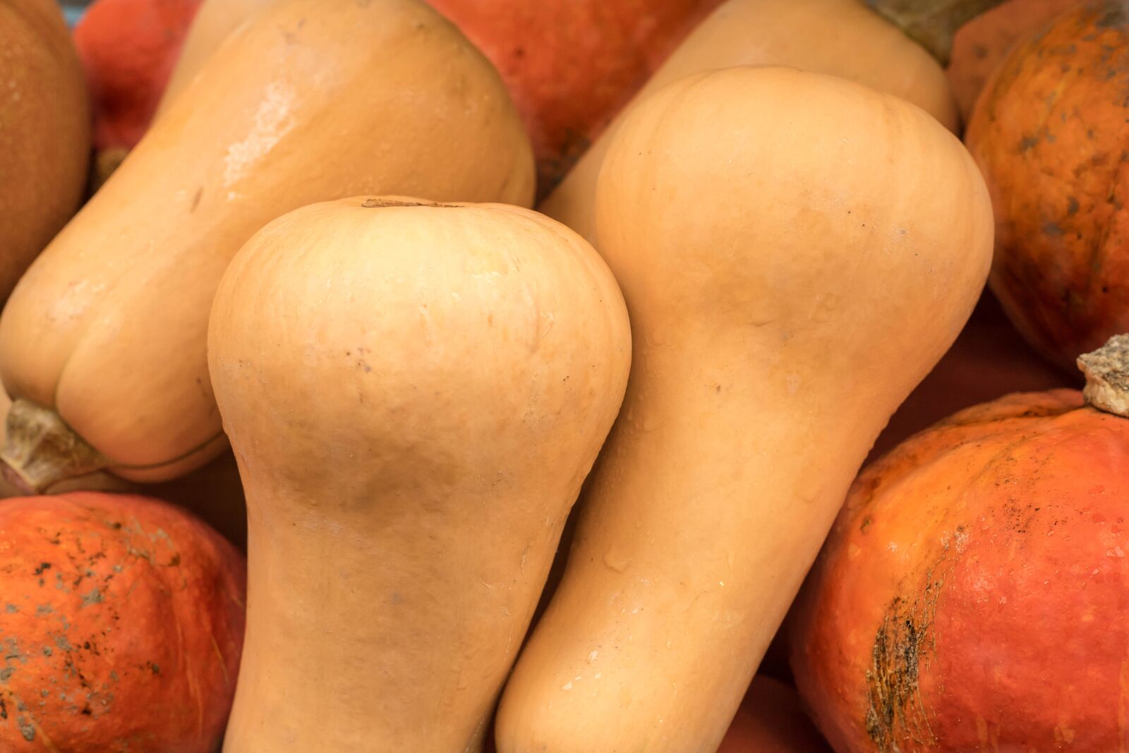Canon EOS 6D Mark II sample photo. Pumpkin, pumpkins, gourd photography