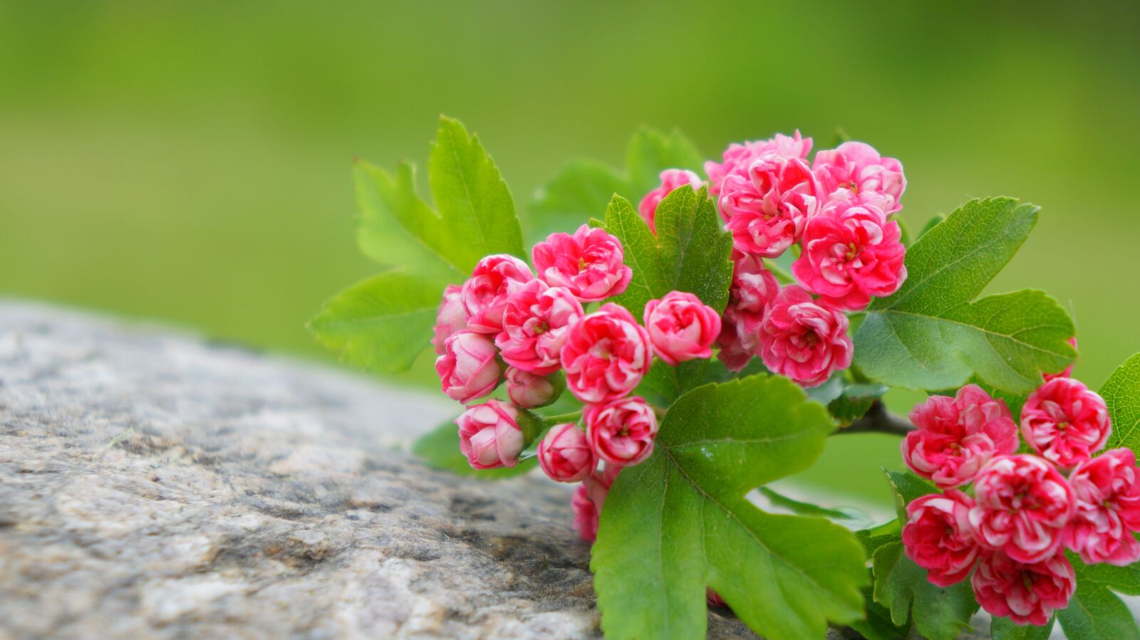 Sony Alpha a3000 + Sony E 18-55mm F3.5-5.6 OSS sample photo. Nature, plants, pink photography