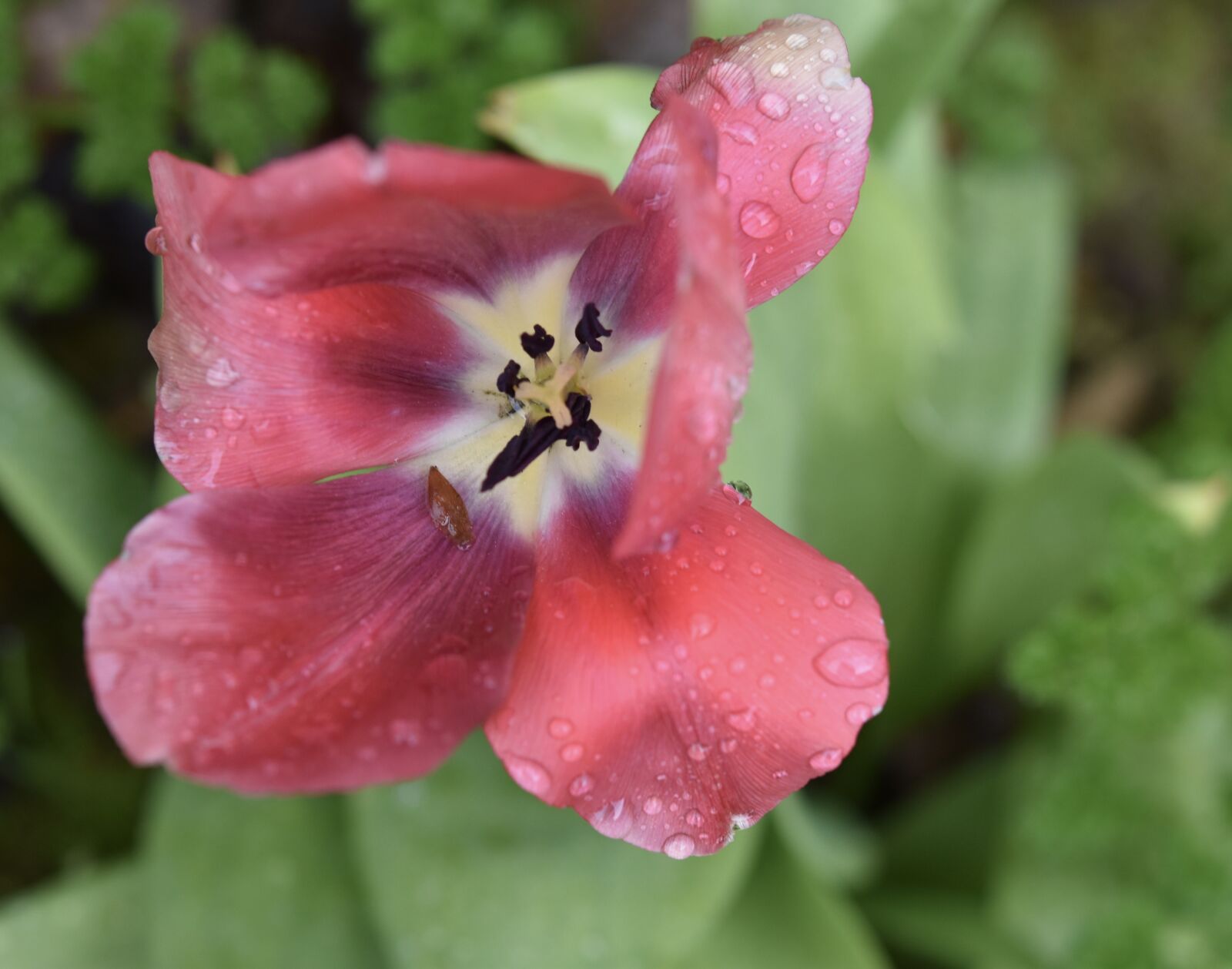 Nikon D5600 sample photo. Flower, tulip, red tulip photography