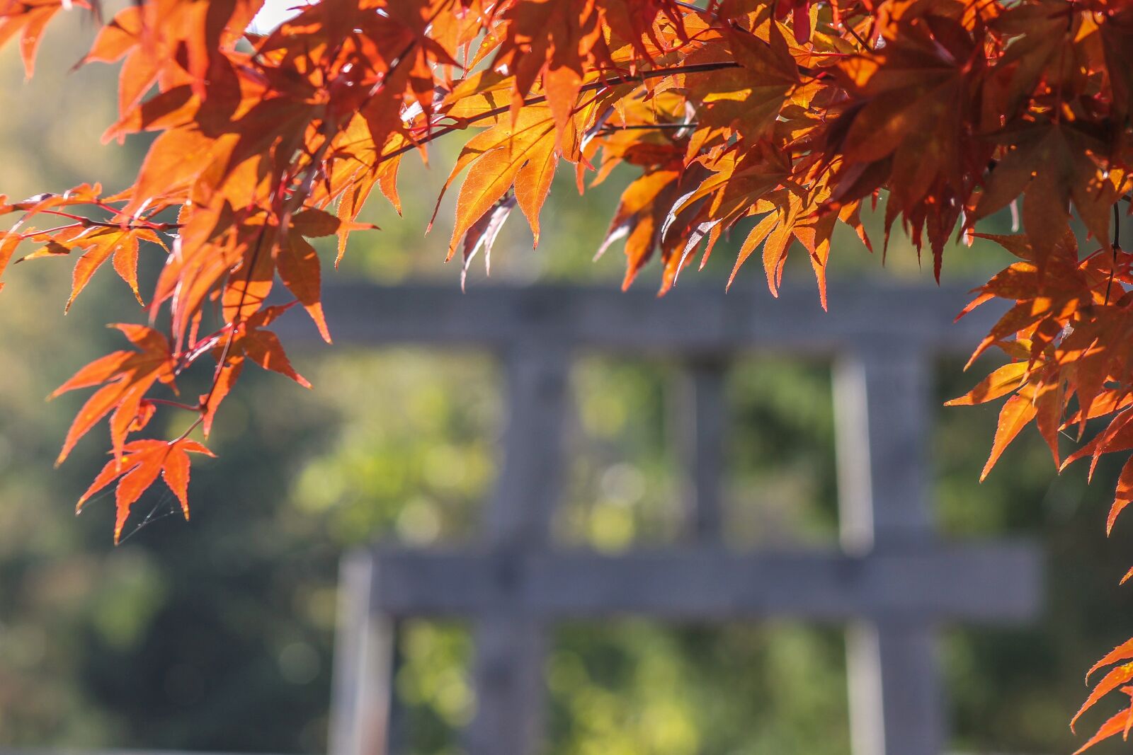 Canon EF 75-300mm f/4-5.6 sample photo. Japan maple, maple leaf photography