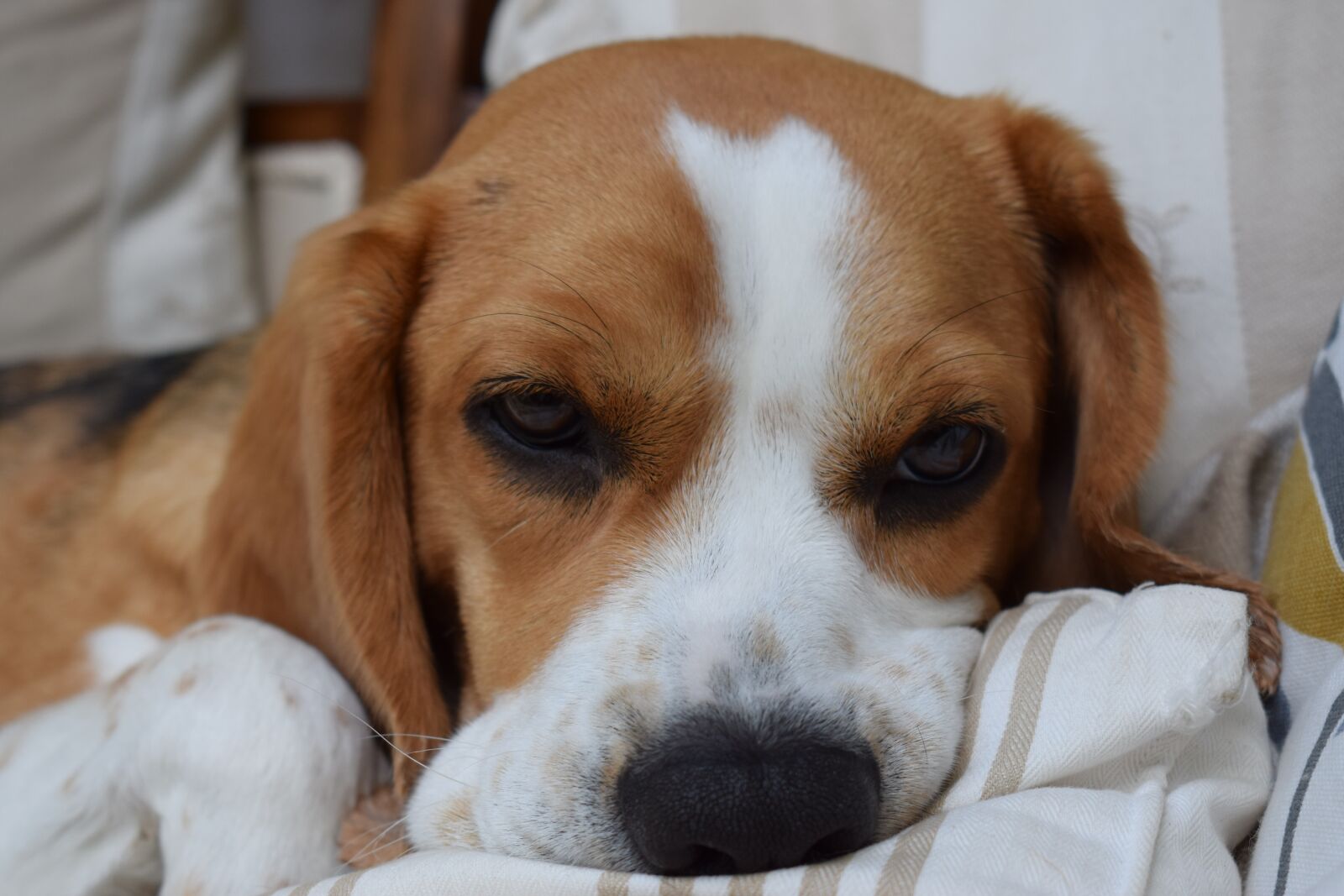 Nikon D3300 sample photo. Beagle, dog, animal photography