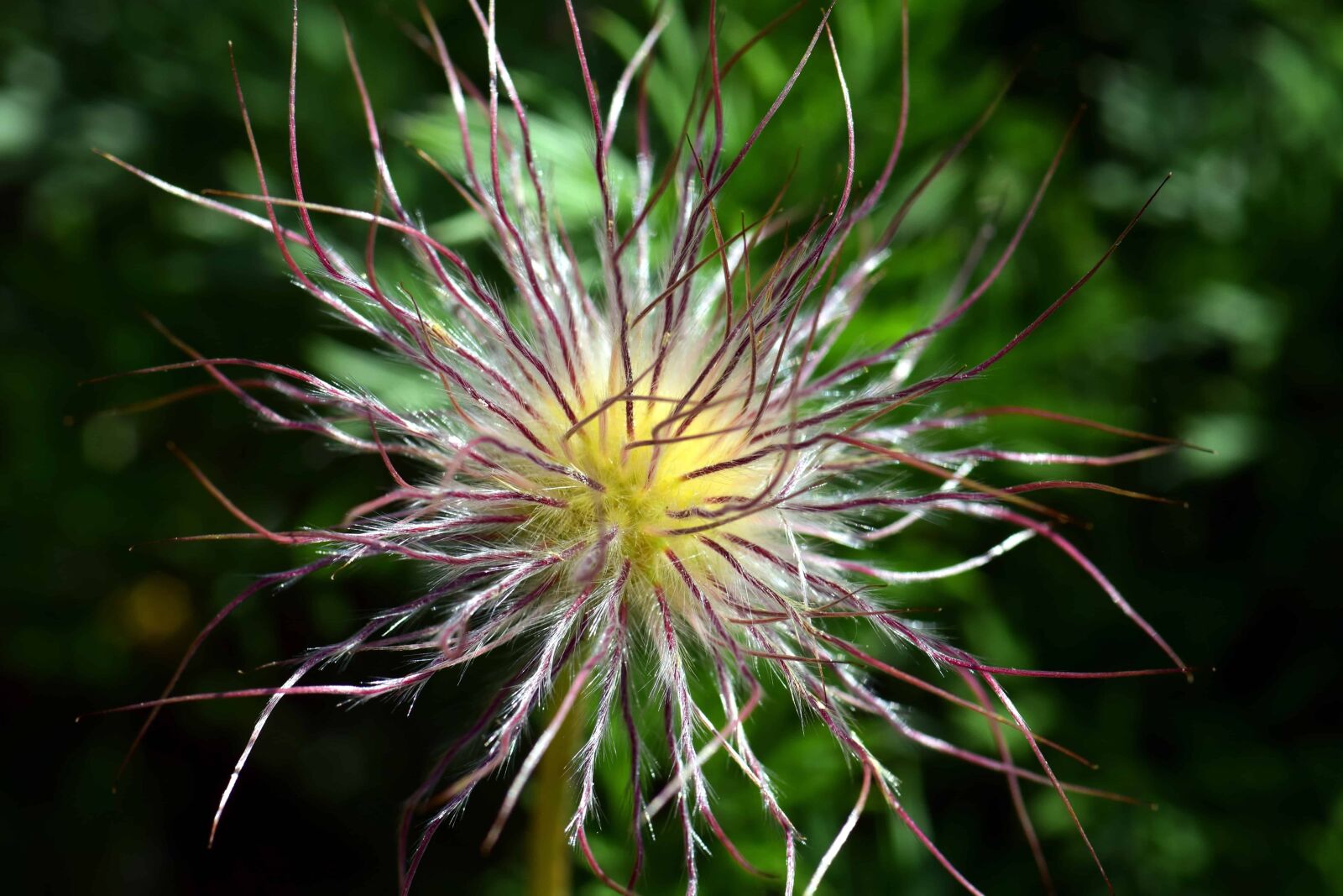 Nikon D3300 sample photo. Nature, wildflower, plant, flora photography