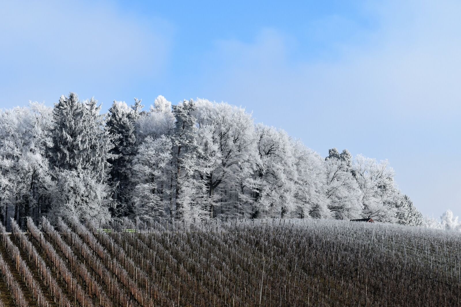 Nikon D5500 sample photo. Snow, forest, landscape photography
