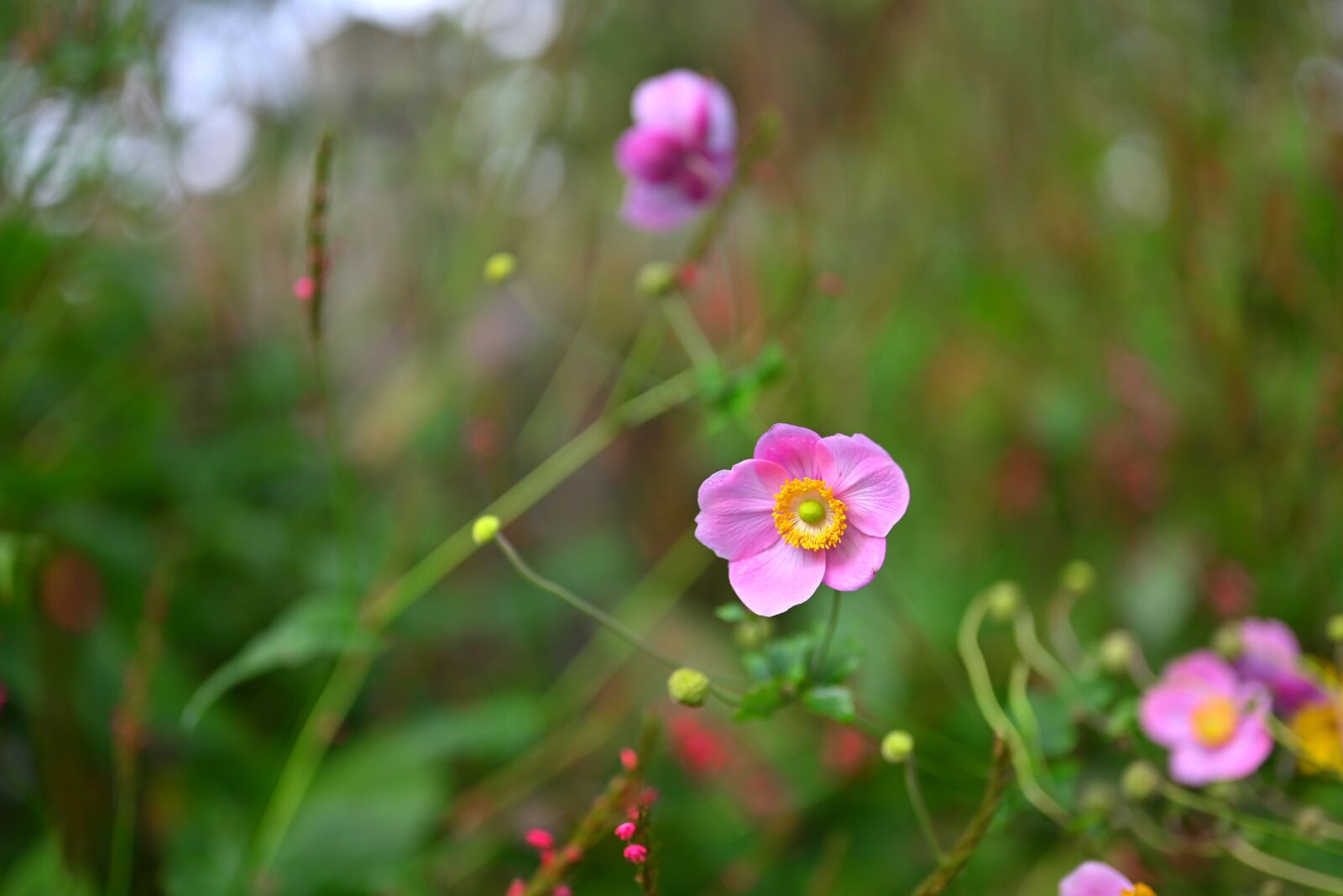 Nikon Nikkor Z 50mm F1.8 S sample photo. Flower power, flower, summer photography
