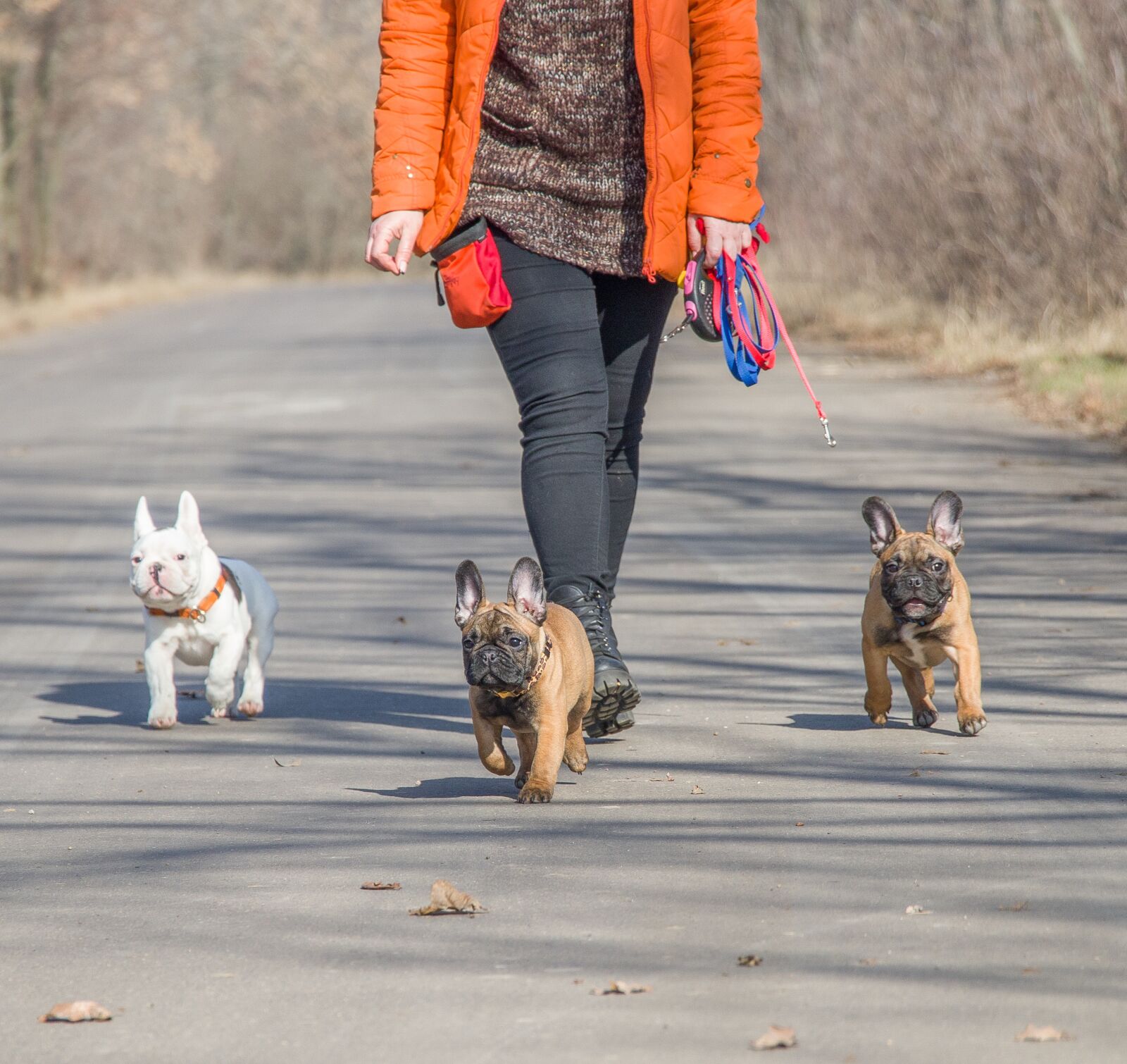 Canon EF-S 18-135mm F3.5-5.6 IS USM sample photo. French bulldog, funny, dog photography
