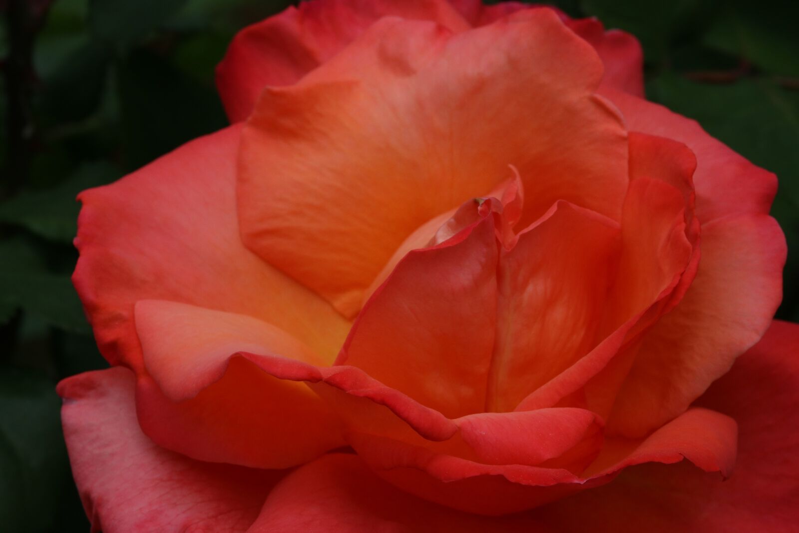 Canon EOS 750D (EOS Rebel T6i / EOS Kiss X8i) sample photo. Rose, red, red rose photography