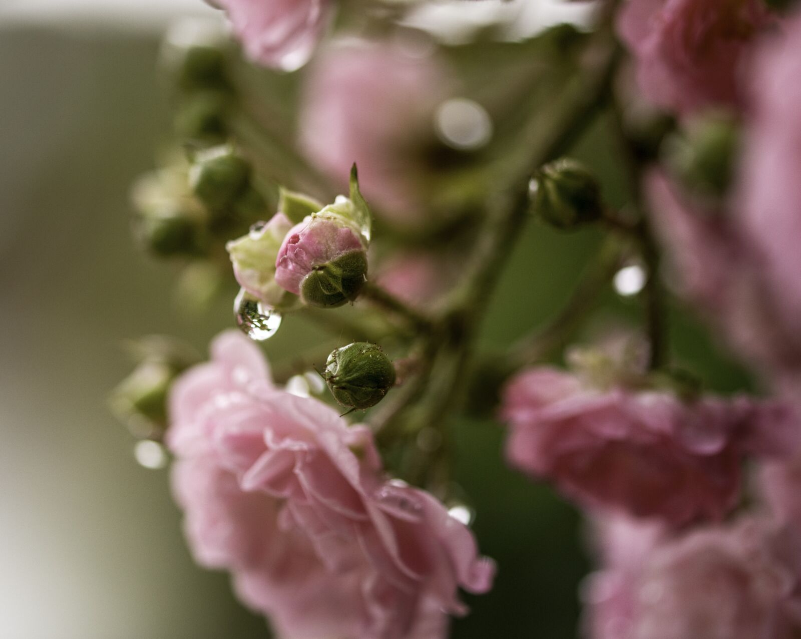 Nikon D7200 sample photo. Romance, pink flower, roses photography