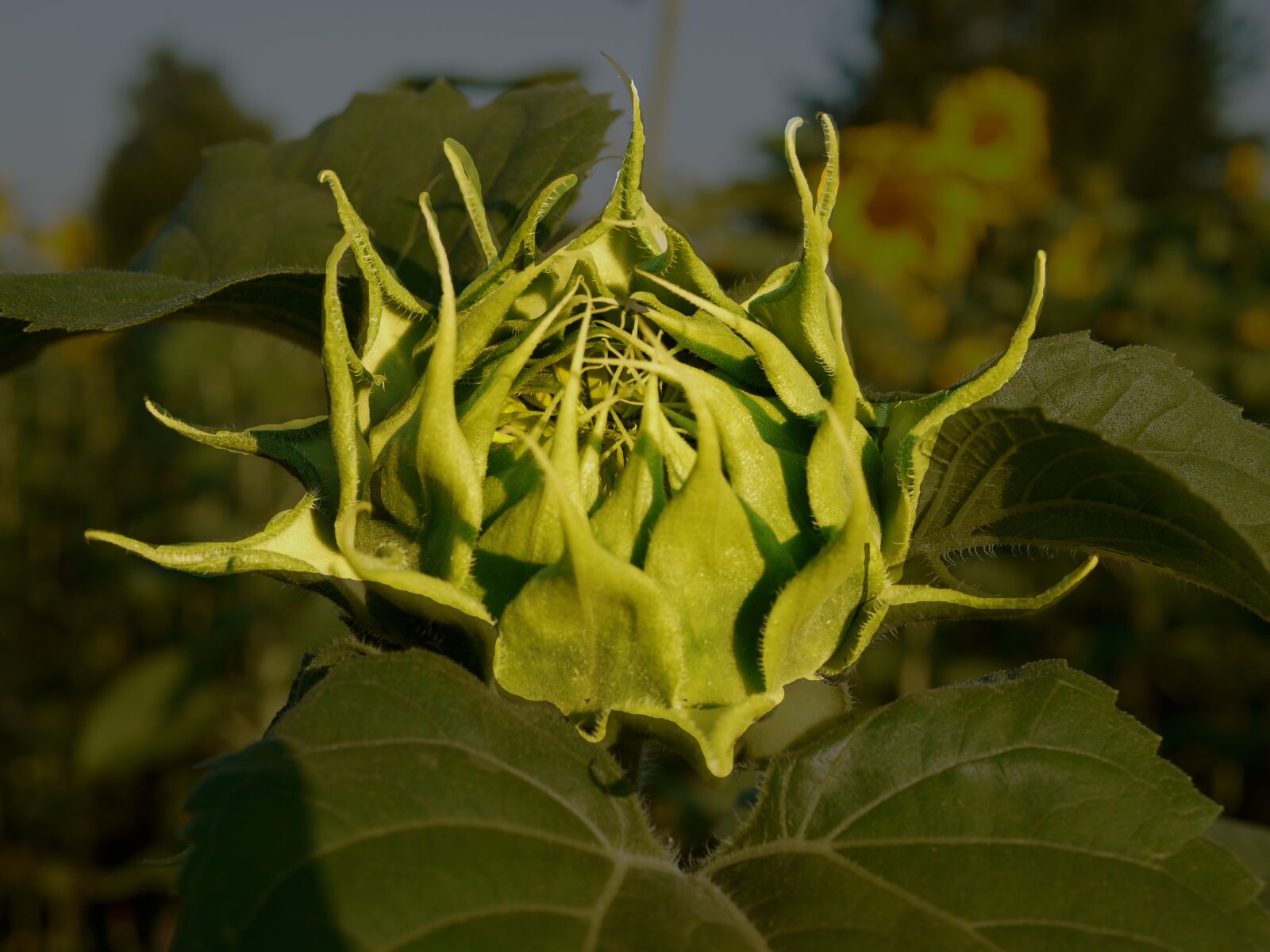 Panasonic Lumix DMC-G1 sample photo. Sunflower, bud, from above photography