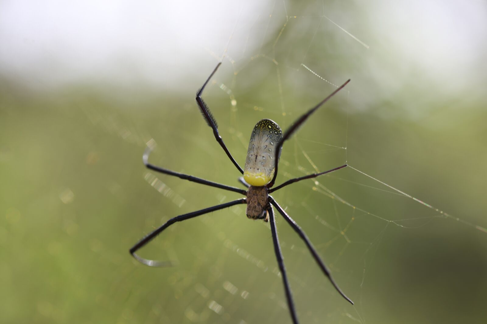 Canon EOS 5D Mark II sample photo. Spider, insect, arachnid photography