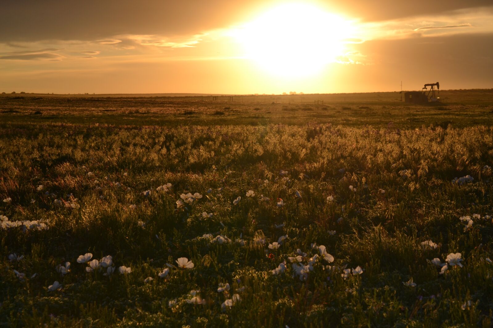 Nikon D3100 sample photo. Prairie, sunset, landscape photography