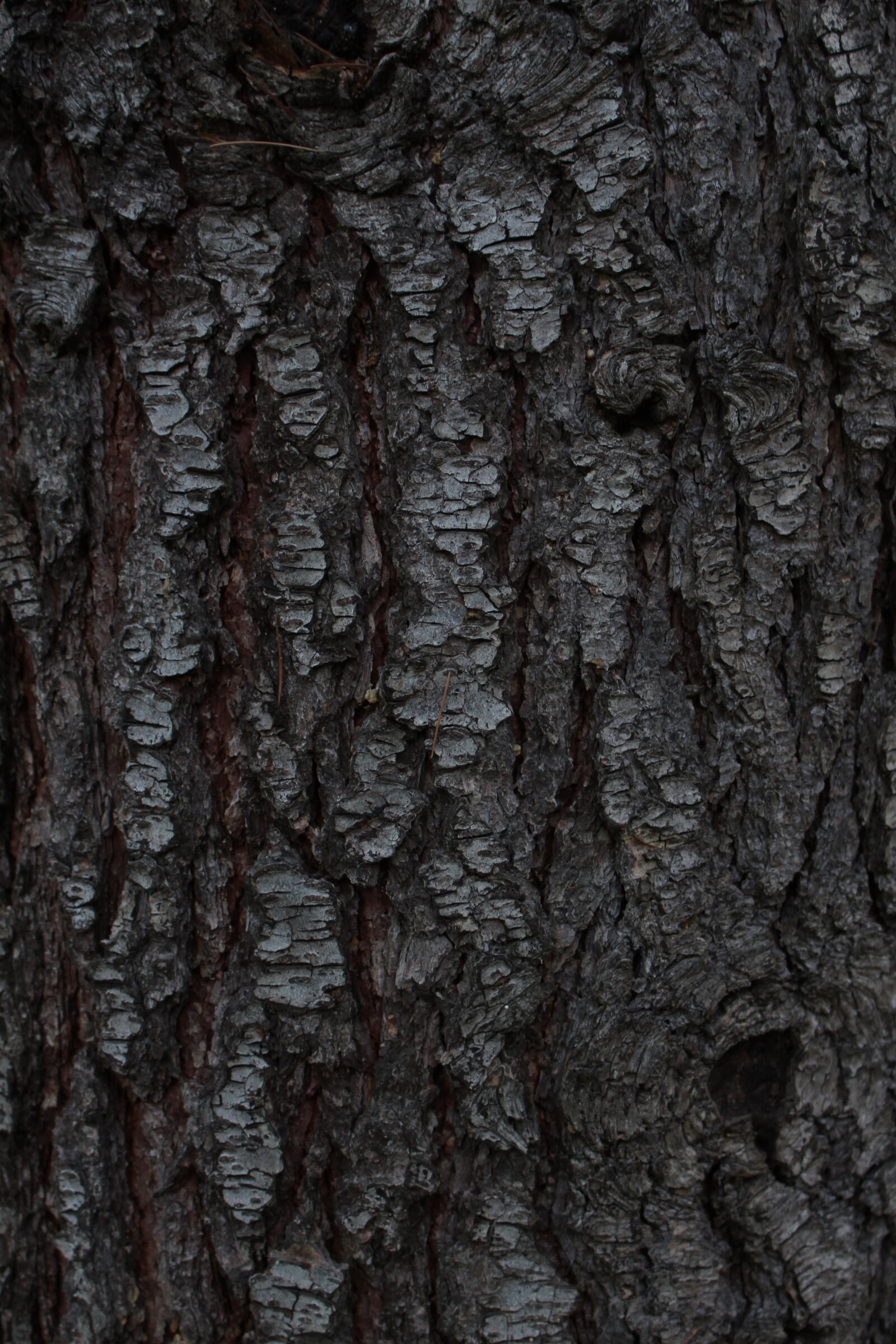 Canon EOS 700D (EOS Rebel T5i / EOS Kiss X7i) sample photo. Pine, tree, background photography